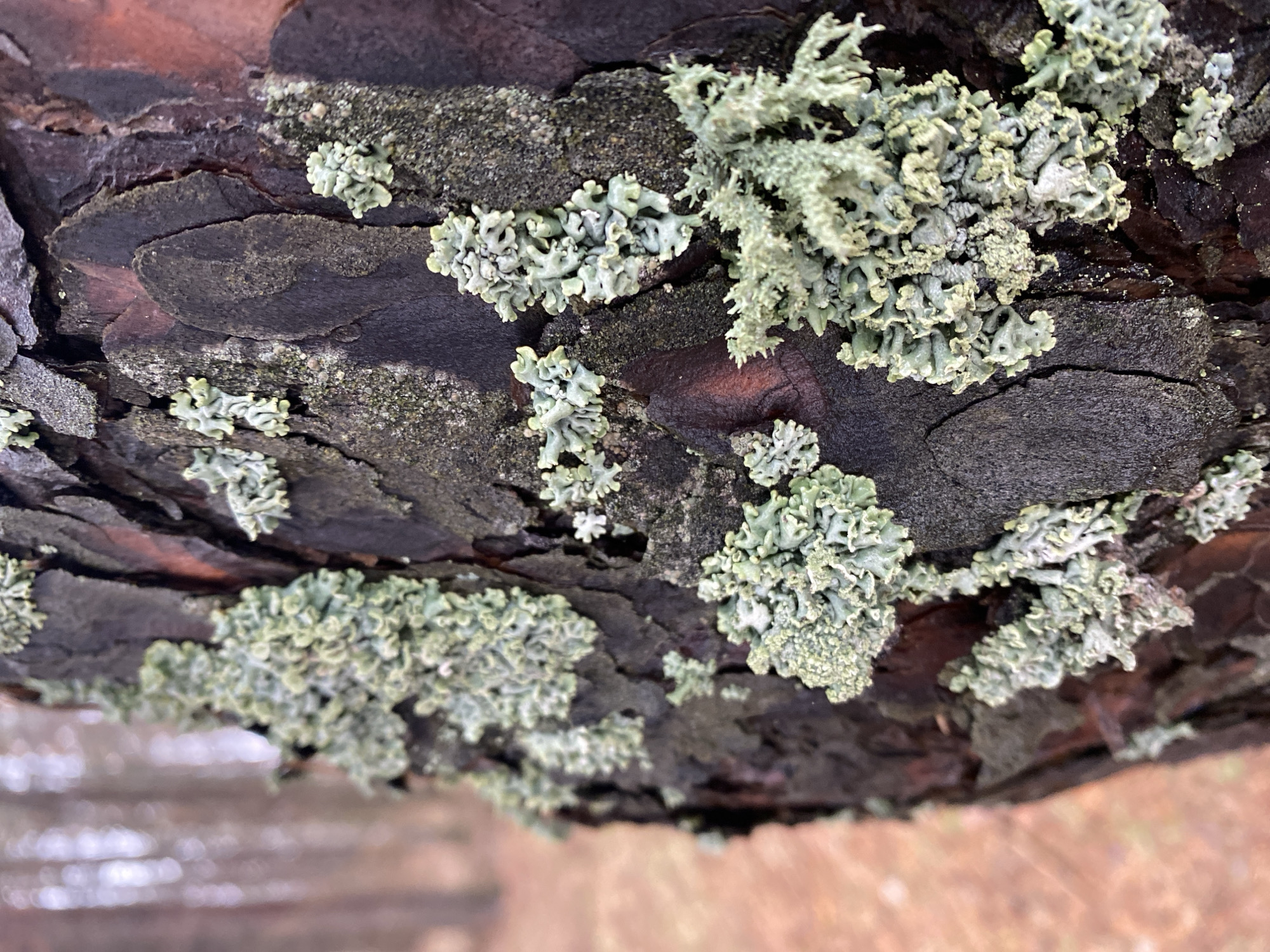 This close-up photograph captures the intricate textures of light green lichens growing on the dark, rough bark of a tree. The image is taken from a slightly elevated perspective, looking down and across the surface of the bark.
The tree bark is prominently featured, displaying deep, irregular fissures and ridges that create a heavily textured, uneven surface. Its color palette ranges from dark brown to almost black, with hints of reddish-brown visible within some of the deeper cracks. Patches of lighter greyish-brown material also adhere to the bark's surface, likely indicating older or different lichen growth.
Numerous clusters of lichen are scattered across the bark. These lichens are predominantly a pale, muted green or grey-green color. They exhibit a complex, undulating, and often frilly or leaf-like (foliose) form, with some sections appearing more dense and compact, while others show more delicate, branching lobes. The varied shapes and textures of the lichen create a visually rich pattern against the darker bark.
The background of the image is softly blurred, showing indistinct areas of warm, muted tones, primarily light brown and beige, suggesting out-of-focus ground or distant natural elements. The lighting appears natural and diffused, highlighting the textures without casting harsh shadows.
No people, animals, or man-made objects are present, and no specific activity is taking place. There is no visible text within the frame. The scene depicts a natural outdoor environment, consistent with a wooded area or forest in Chaikovsky, Russia.