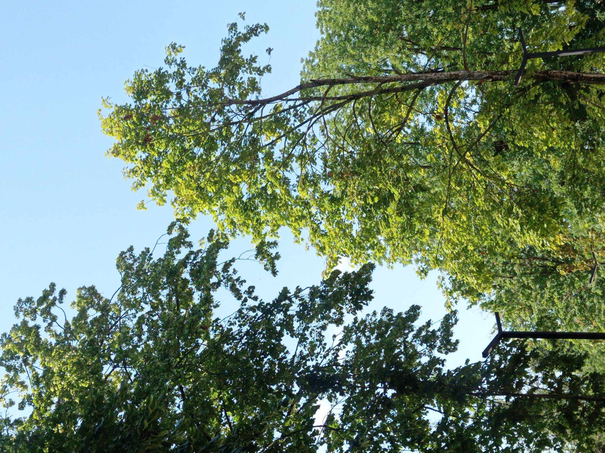 A low-angle shot captures a clear blue sky partially obscured by the lush green foliage of several trees. In the foreground and extending to the left, a large tree with dense, dark green leaves dominates the frame. To the right, another tree with lighter, brighter green leaves, some appearing yellow, reaches upwards. A tall, dark lamppost with a modern, angular design is visible in the lower left quadrant, intersecting the branches of the darker tree. Another lamppost, partially visible, is in the lower right. The scene suggests an outdoor urban environment, possibly a park or street with mature trees.