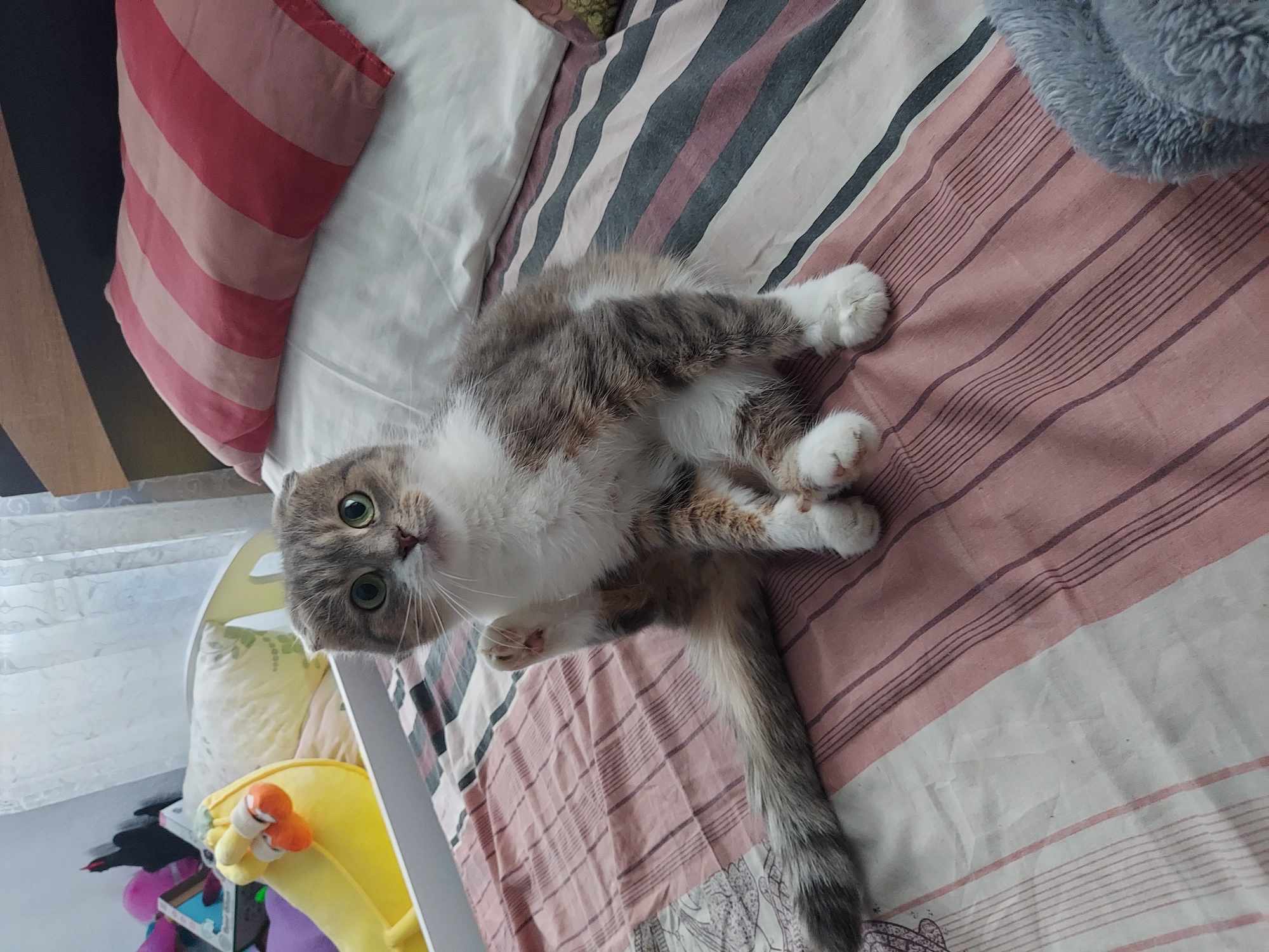 A Scottish Fold cat is sitting upright on a bed with its left paw raised. The cat has grey and white fur, with green eyes and folded ears. The bed is covered with a pink and white striped duvet. In the background, a yellow banana-shaped stuffed toy is visible on a white surface, likely a bed frame. A striped pillow with pink and white stripes is on the bed behind the cat. The room appears to be a bedroom.