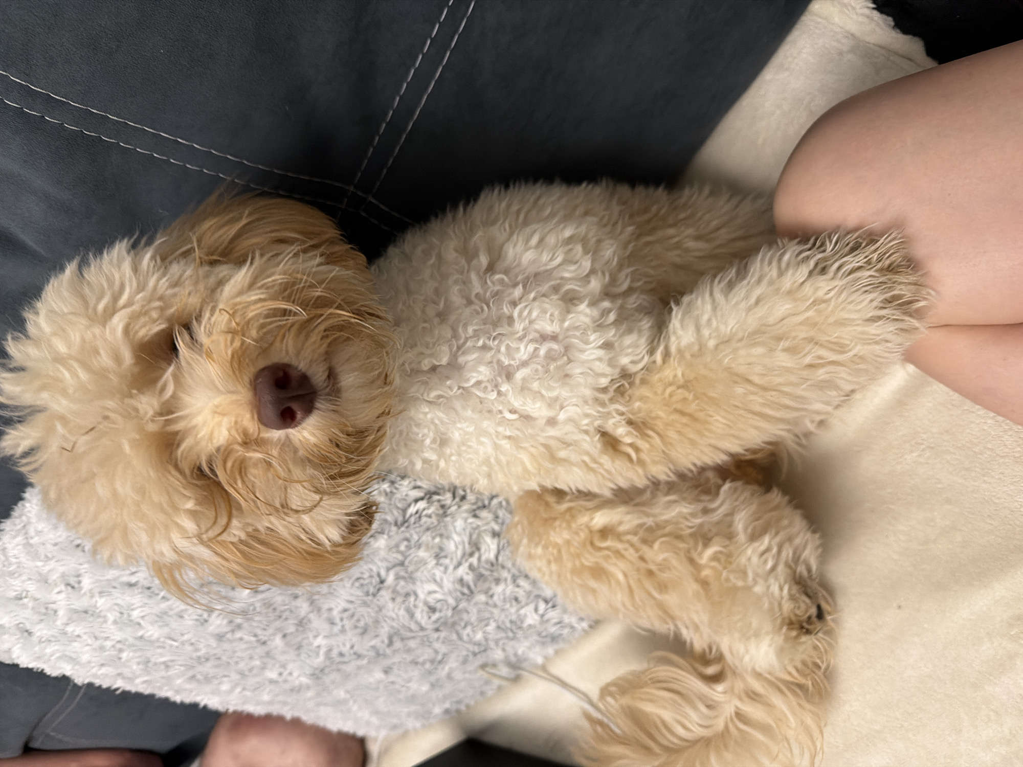 An image shows a golden doodle dog sitting on a couch next to a person. The dog is facing the camera with its head slightly tilted and its eyes partially closed. Its fur is curly and light brown. The couch is dark gray with white stitching. A light-colored fuzzy pillow is behind the dog. The person's leg is visible in the lower right corner of the image, resting on the couch. The background is out of focus. The scene appears to be indoors, possibly in a living room. There is no information available about the location in the city of Bila Tserkva, Ukraine.