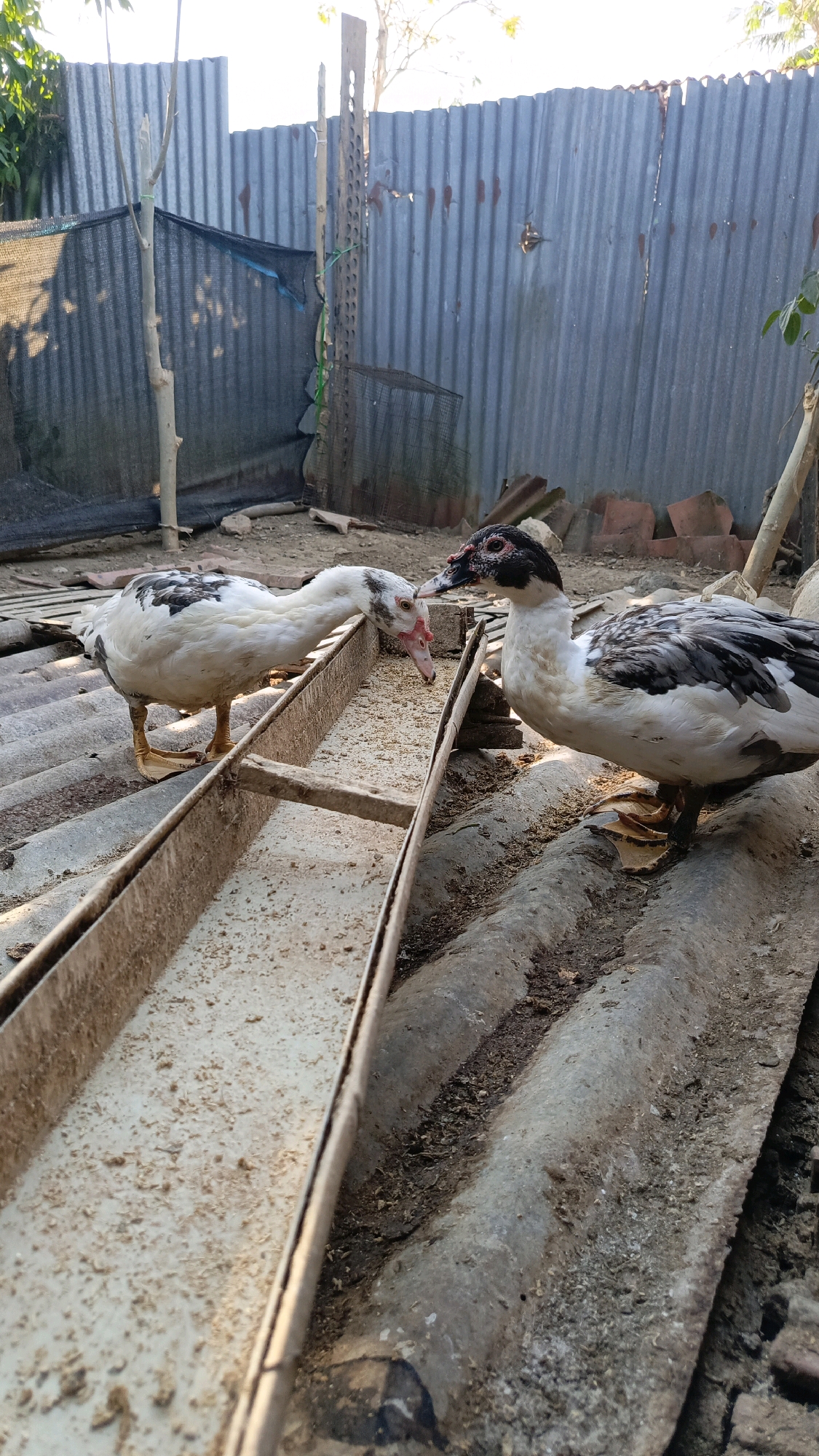 Two Muscovy ducks are shown in a close-up shot. One duck is predominantly white with black markings and is facing left, with its head lowered into a feeding trough. The second duck, with black and white plumage, is facing right and looking towards the first duck. Both ducks appear to be eating. The feeding trough is made of metal and contains a light-colored granular substance, likely feed. The ducks are standing on a corrugated roof made of what appears to be asbestos cement sheets, which are weathered and dirty. In the background, a corrugated metal fence is visible, and to the left, a black mesh fabric is draped over a wooden post. The ground appears to be dirt and debris. The scene suggests a rural or semi-rural environment, possibly a backyard or farm area. The image was taken in Kebumen, Indonesia.