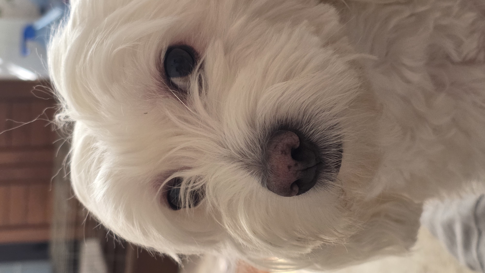 This is a close-up, eye-level, portrait-style photograph of the face of a white Maltese dog. The dog is facing the camera directly, with its head and upper chest filling the frame. The dog has dark, round eyes and a pinkish-brown nose with dark speckles. Its fur is long and white, framing its face and obscuring some of its features. The background is softly blurred, showing hints of a warm, indoor environment with what appears to be a wooden surface and possibly some light-colored fabric in the foreground. There is no indication of the city of Blagoevgrad, Bulgaria, or any specific location within it.