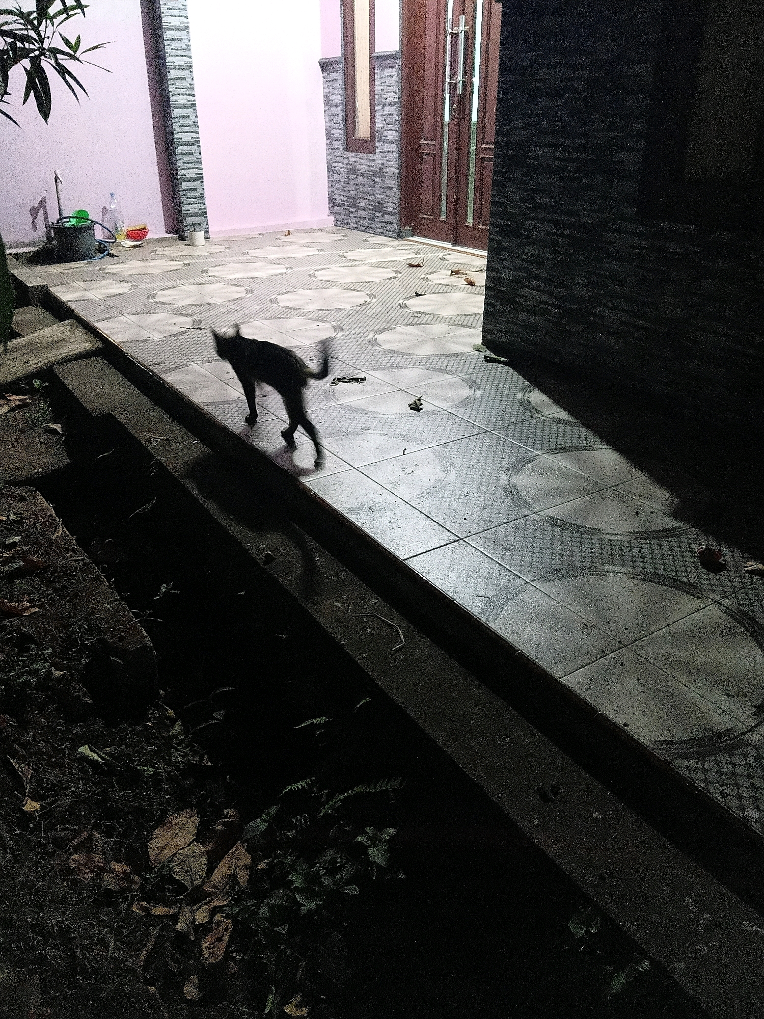 In Cikal, Indonesia, an image captured at night shows a black cat silhouetted against a paved area. The cat is in motion, its body slightly blurred, suggesting it is running or walking quickly. The paved area is tiled with a repeating circular pattern and appears to be an outdoor walkway or patio. To the left of the cat, a dark, narrow trench or ditch is visible, filled with shadows and some foliage. In the background, a building wall painted pink is illuminated, and further to the right, a dark wall casts a deep shadow across the tiled surface. A wooden door with metallic handles is also visible in the background, to the right of the pink wall. The overall scene suggests a residential outdoor area at dusk or night, with artificial lighting casting shadows and highlighting the cat's movement.