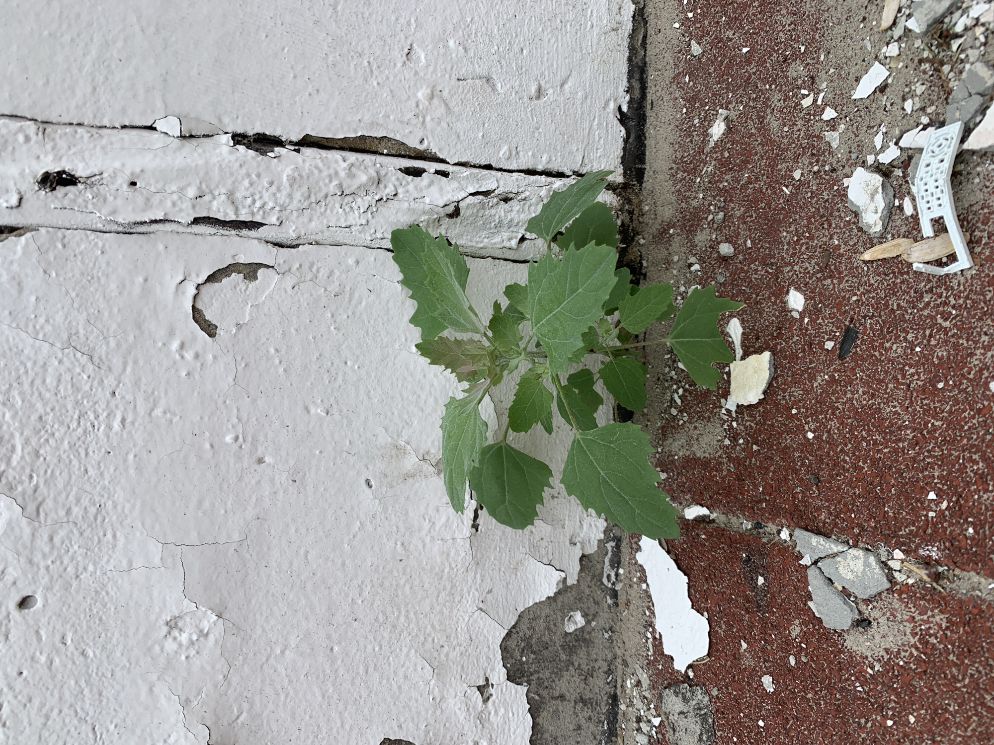 A small, green plant with broad, lobed leaves is growing out of a crack at the base of a weathered white wall. The wall exhibits significant peeling paint and vertical fissures, with some darker material visible within the cracks. The ground in front of the wall is a reddish-brown, textured surface, possibly asphalt or concrete, littered with small white and grey fragments of debris, including a piece of white plastic resembling part of a remote control. The overall environment appears to be an outdoor, urban setting, potentially an alley or neglected area. There are no people or animals visible in the image. The scene suggests a resilient plant finding a foothold in a dilapidated urban landscape. The location in Megion, Russia, cannot be determined from the visual information provided.