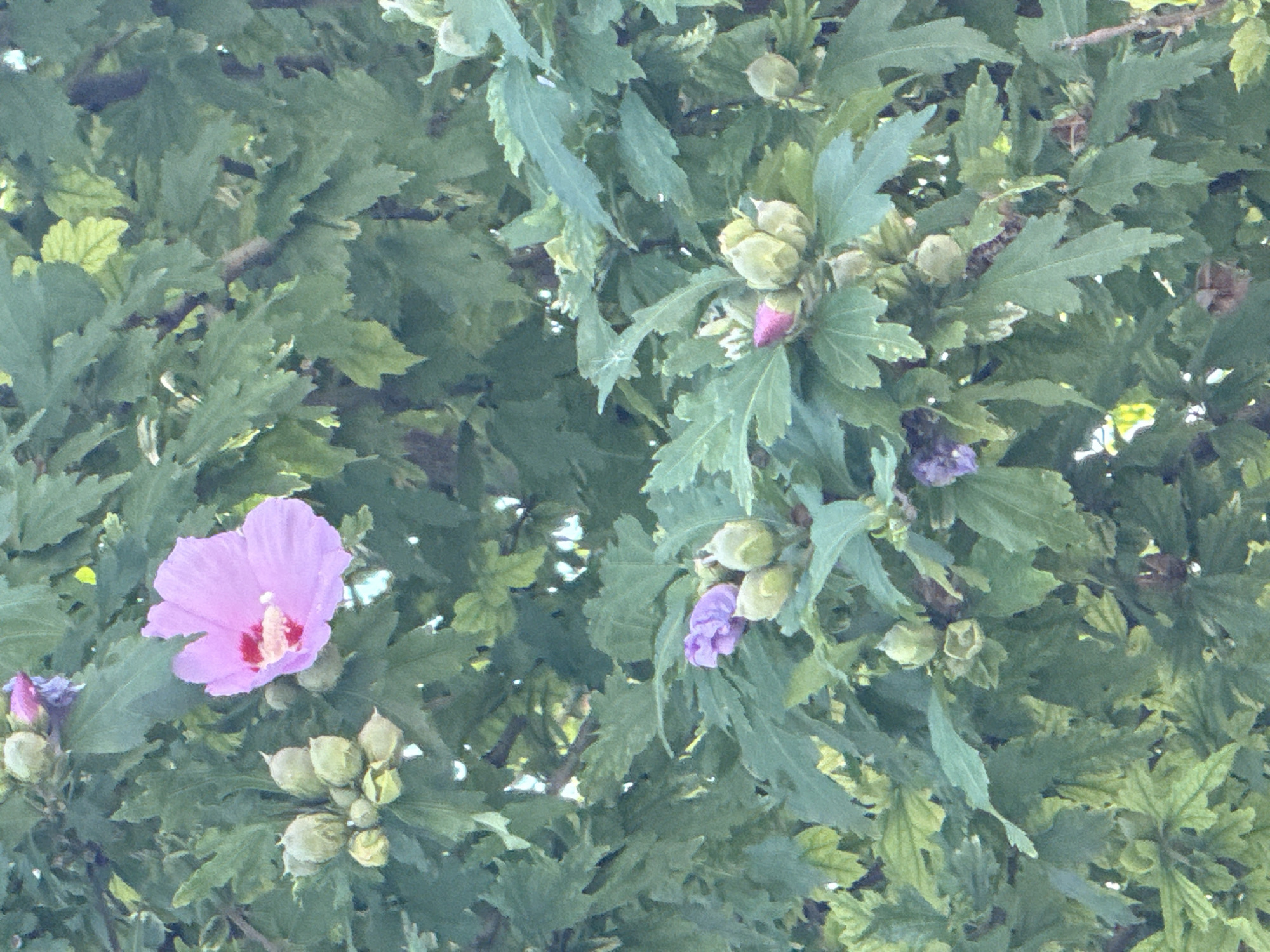 A close-up, eye-level shot captures a vibrant pink hibiscus flower in full bloom, its petals unfurling with a delicate texture. The flower's center is a striking contrast of red and yellow. Surrounding the bloom are numerous green buds, some tightly closed and others partially open, hinting at future blossoms. The background is a dense tapestry of lush green leaves, creating a natural, organic setting. This image was taken outdoors in Anapa, Russia, likely in a garden or park, given the abundance of flora.