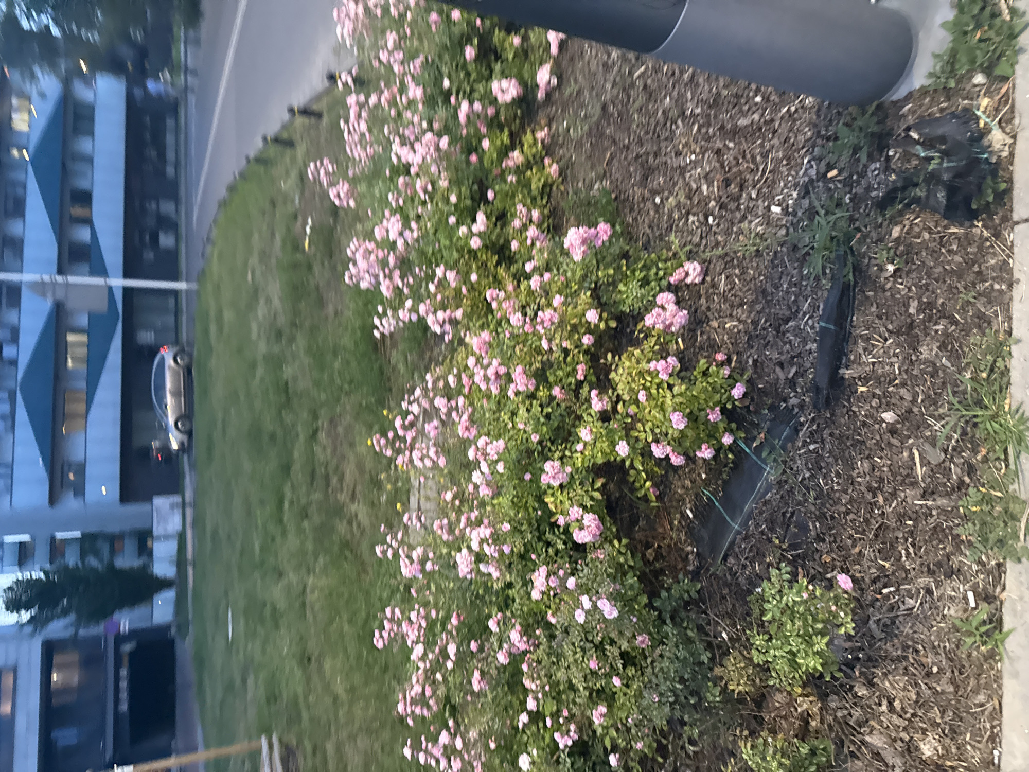 In a city setting, a patch of pink roses blooms in the foreground, their delicate petals scattered amongst green foliage. The roses are situated on a bed of dark mulch, interspersed with dried leaves and twigs. Behind the flowers, a manicured lawn stretches out, bordered by a paved walkway. In the background, a modern building with a teal roof and multiple windows stands tall, its facade reflecting the soft evening light. A silver car is parked in front of the building, and a tree with dark green leaves is planted to the left. The scene is illuminated by an overcast sky, creating a tranquil and serene atmosphere.