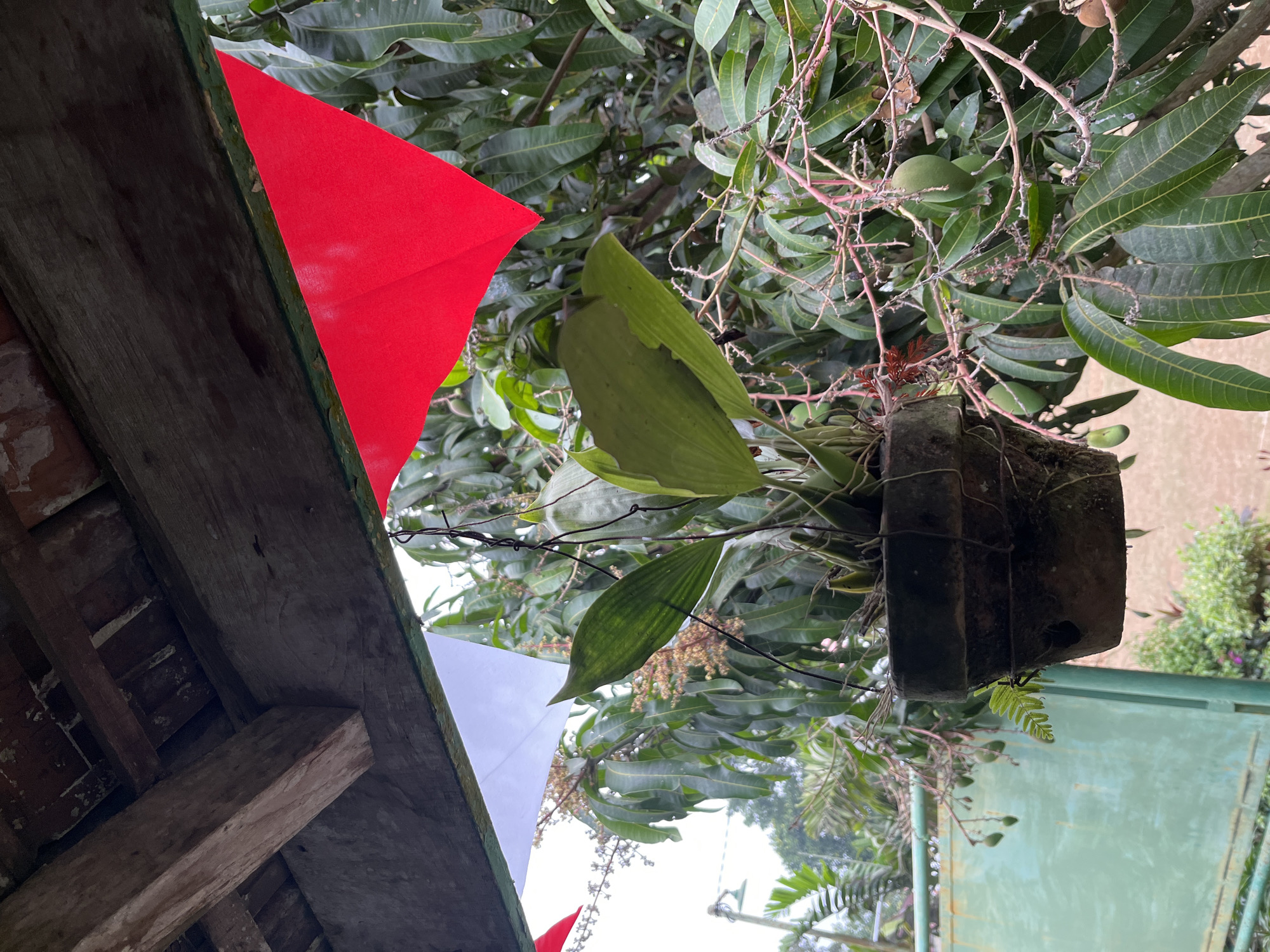 In Gembong, Indonesia, the image captures an outdoor scene beneath a rustic wooden overhang. Red and white triangular flags are strung across the roofline, suggesting a festive or celebratory occasion. A potted plant, possibly an orchid, hangs suspended by wires, its green leaves reaching outwards. Behind the plant, a mango tree is visible, its branches laden with small green mangoes and delicate blossoms. The background reveals hints of a green metal fence and lush vegetation, contributing to the tropical ambiance. The overall impression is one of a tranquil, possibly rural setting decorated for an event.
