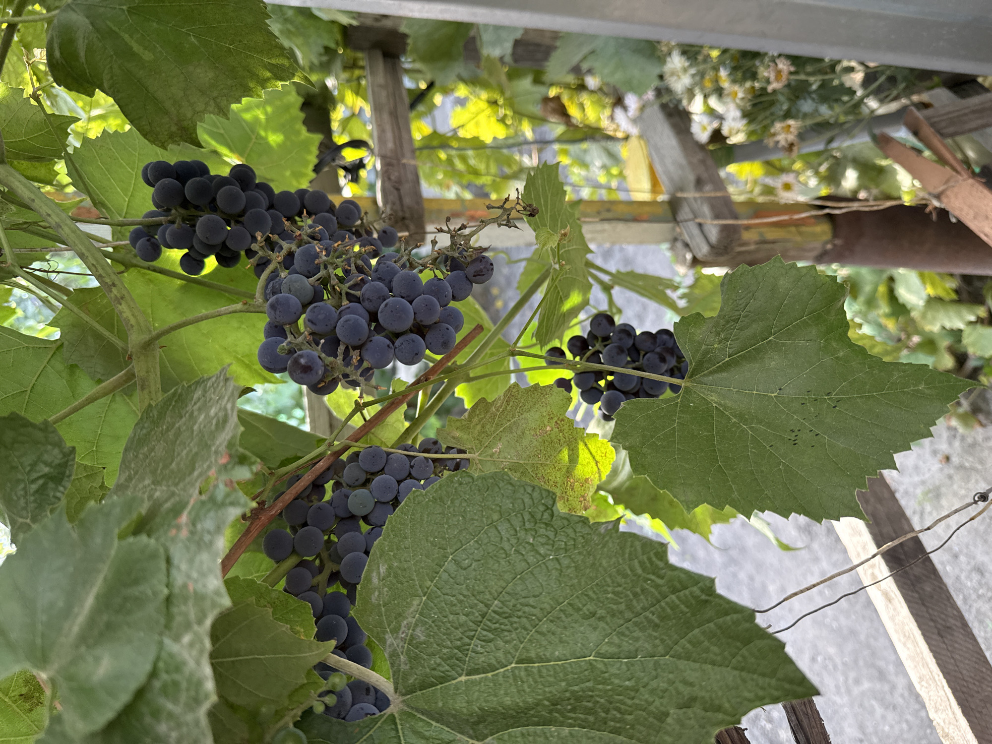 A close-up, outdoor, eye-level shot features dark purple grapes hanging from a vine, interspersed with large, green grape leaves. The grapes are clustered together, with some appearing to be fully ripe, while others are still developing. Sunlight filters through the leaves, creating a dappled effect on the scene. In the background, a wooden structure and other foliage are visible. The image appears to be taken during daylight hours. The location is the city of Sol-Iletsk, Russia.
