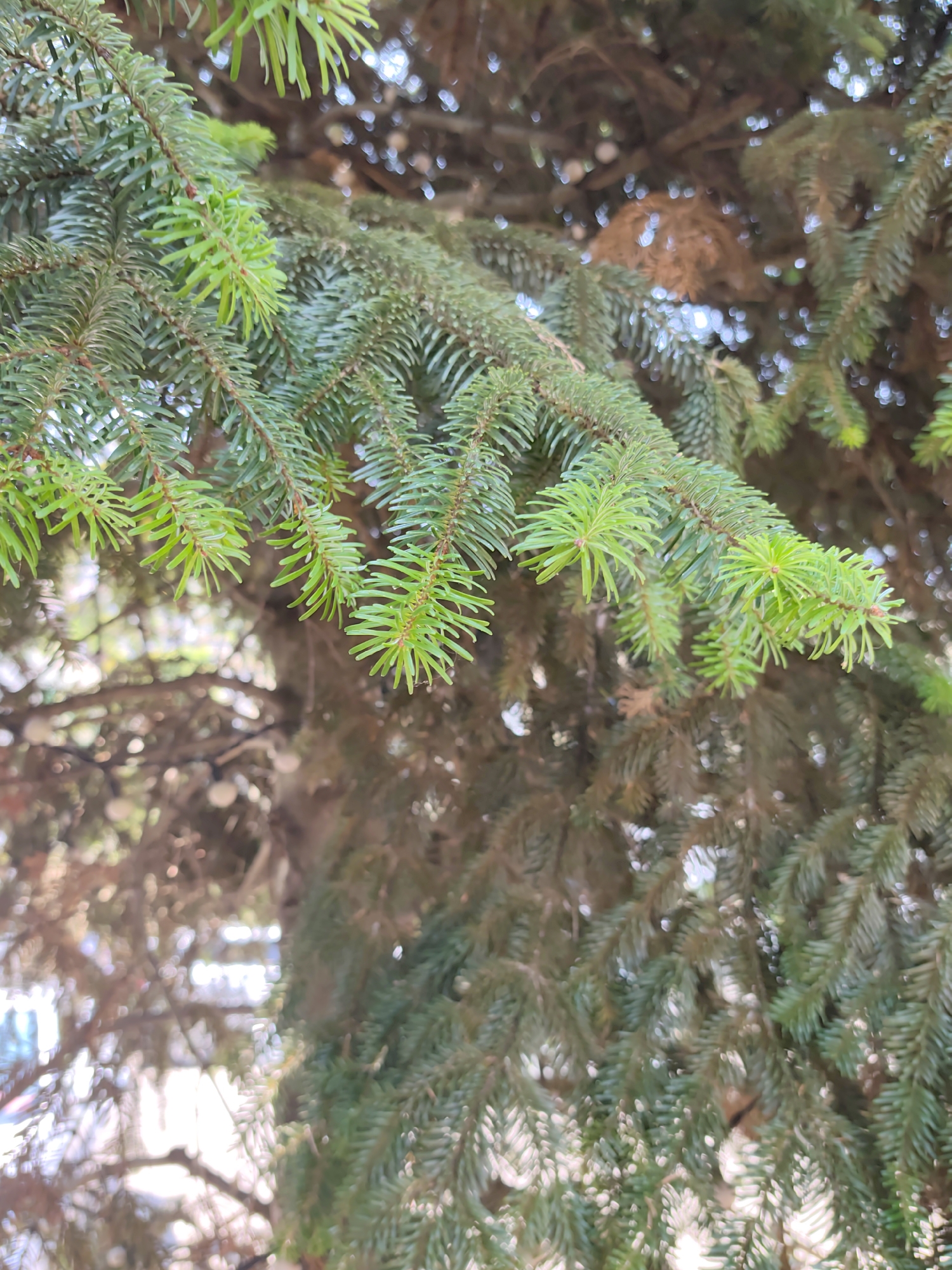A close-up, eye-level shot focuses on the needles of a pine tree branch, which are a vibrant green and appear to be new growth. The needles are densely packed and point outwards from the branch. In the background, other branches of the same tree are visible, with older needles appearing a darker, more muted green. Sunlight filters through the branches, creating bokeh effects of white and light brown circles. The scene is a natural environment, likely a park or forest area, and is set in the city of Sochi, Russia. No people or actions are depicted.