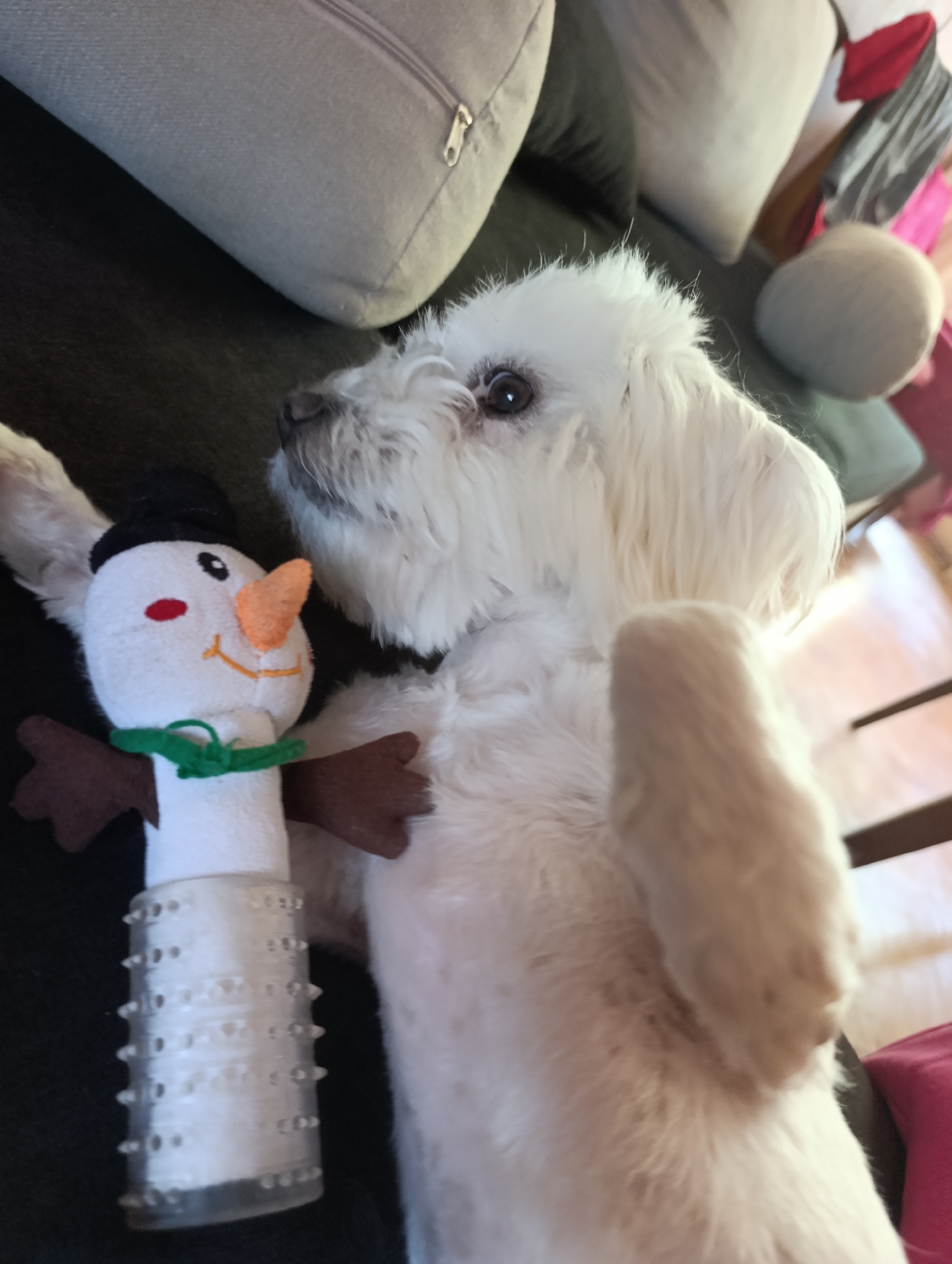 The media file shows a close-up, eye-level shot of a small, white, fluffy dog lying down and looking to the left. Next to the dog, also lying down, is a stuffed snowman toy with a black hat, orange carrot nose, red circle for a mouth, and brown felt arms. The snowman's body is white and cylindrical, with a clear, spiked plastic element at the bottom. The dog appears to be a Maltese or similar breed, with dark eyes and a slightly playful or curious expression. The background is out of focus but suggests an indoor setting with soft furnishings, possibly a couch or bed, with pillows visible. The lighting appears to be artificial, suggesting it might be daytime indoors or evening. The overall mood is relaxed and domestic. There is no visible text.