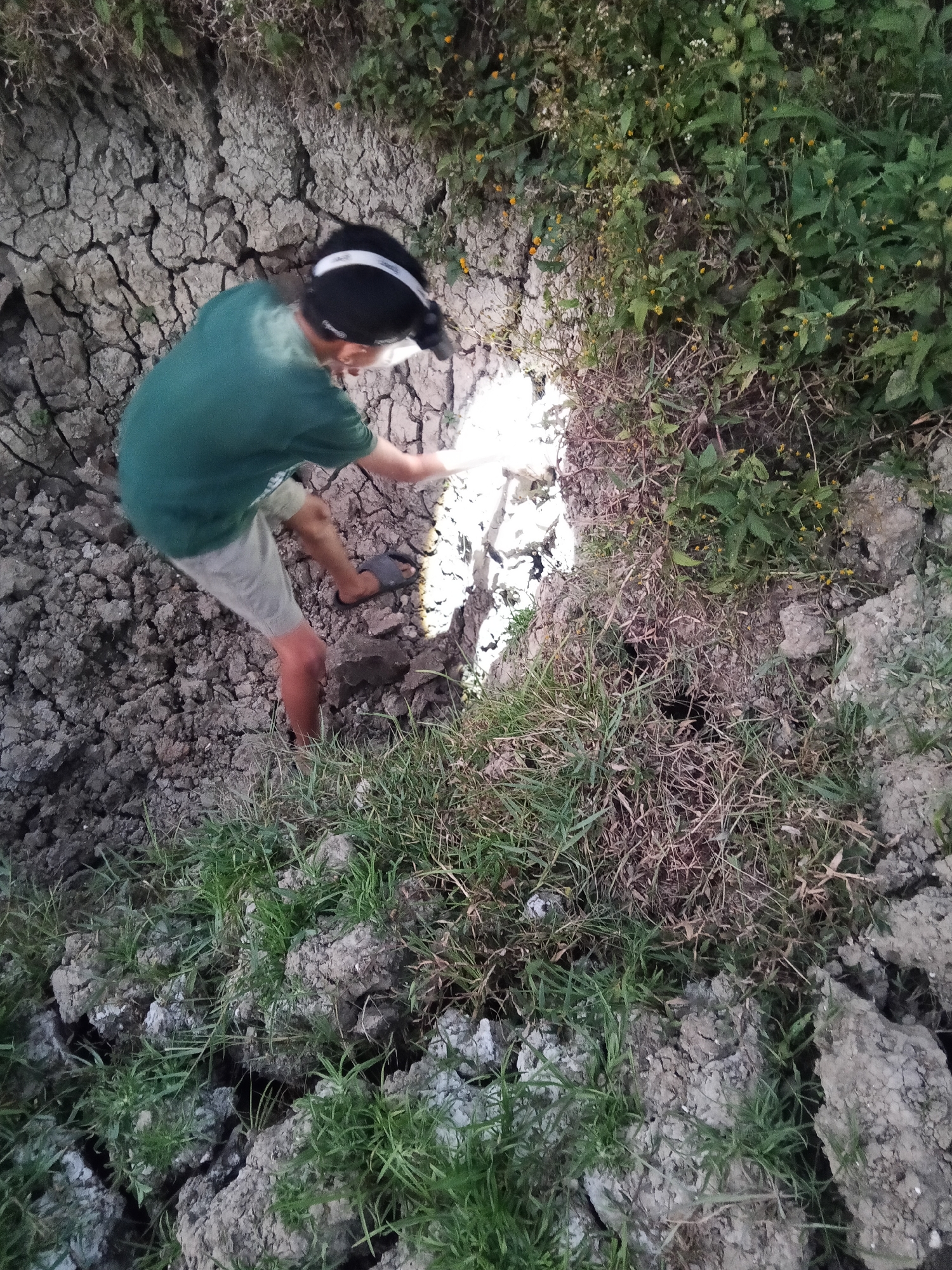 A person is excavating dry, cracked earth with a shovel. The person is wearing a green shirt and light-colored shorts, with a headlamp on their forehead. The surrounding environment consists of dry, broken soil, some sparse green vegetation, and dry brush. The ground appears uneven and disturbed, suggesting recent activity. The lighting suggests it is either dusk or dawn, or the area is shaded. There are no visible landmarks to indicate a specific city, though the description mentions Makale, Indonesia.