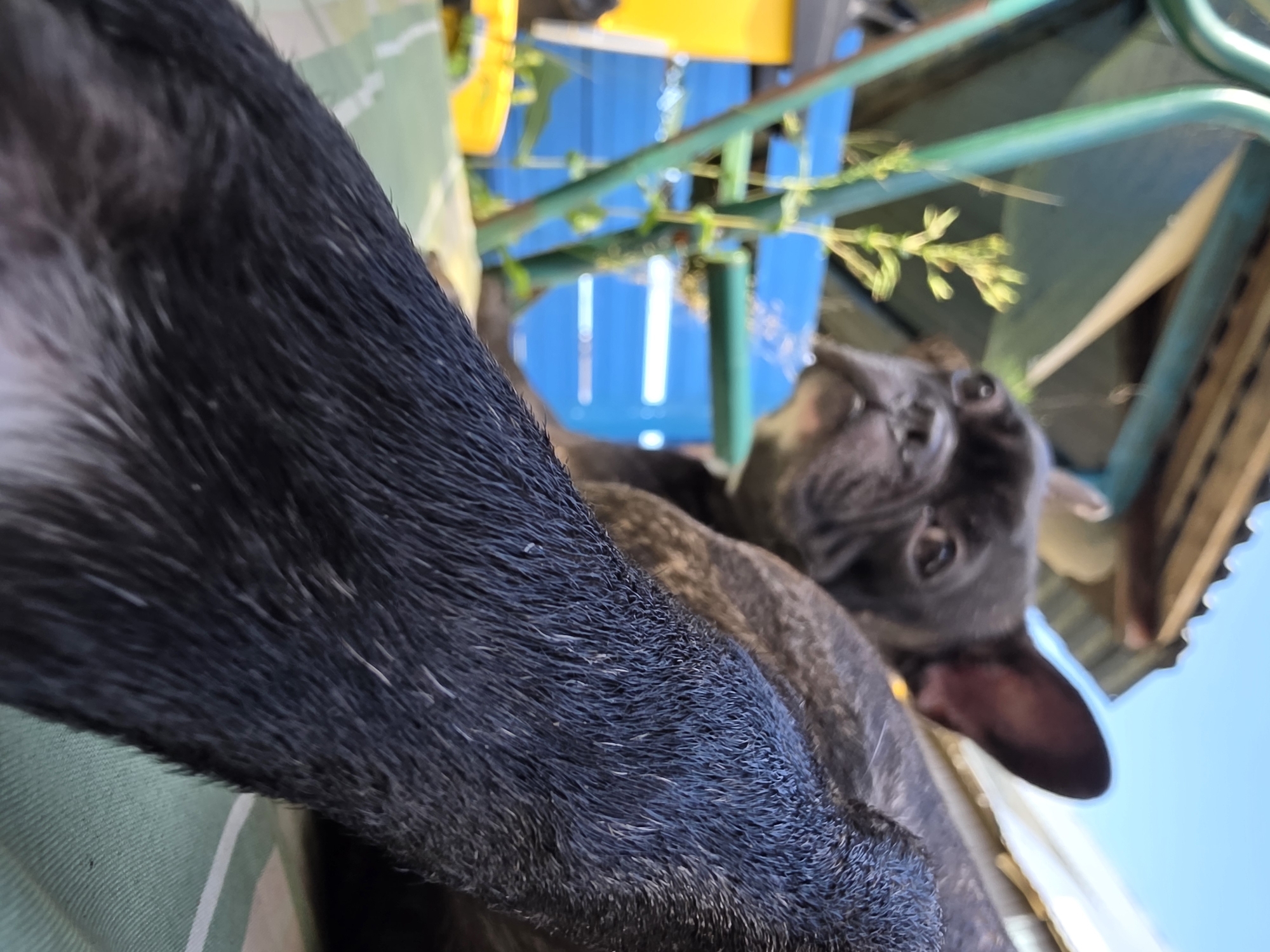 A close-up, low-angle shot features a French bulldog, with its head and part of its body visible in the upper half of the frame. The dog has dark fur and is looking slightly to the left with its ears erect. In the foreground, the dog's dark, furry foreleg is prominently displayed, taking up the bottom half of the image. The dog appears to be resting on a striped surface, possibly a cushion or blanket, with green and white stripes. In the background, out of focus, is a blue fence and some greenery, suggesting an outdoor setting. The sky is visible in the upper right corner. There are no identifiable landmarks or specific features that would allow for pinpointing the exact location within Chaikovsky, Russia.