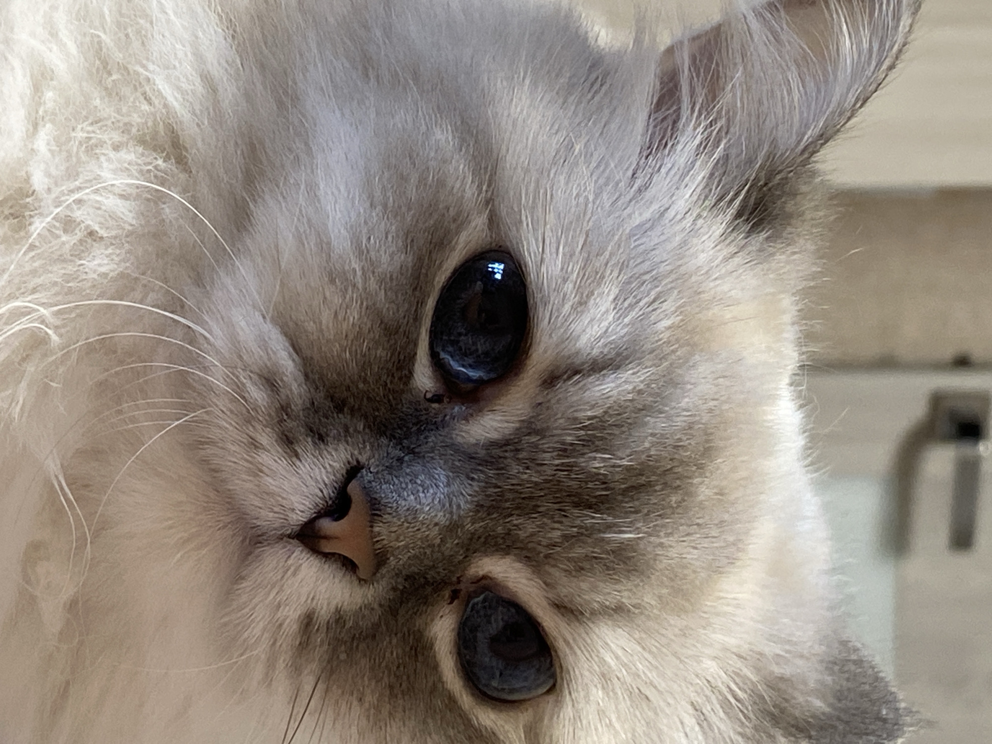 The image is a close-up, headshot of a Ragdoll cat. The cat has light-colored fur with darker markings on its face and ears. Its eyes are large and blue, reflecting a light source. The background is out of focus and appears to be an indoor setting with neutral-colored walls and a doorknob visible. There is no indication of the cat's location within the city of Chaikovsky, Russia.