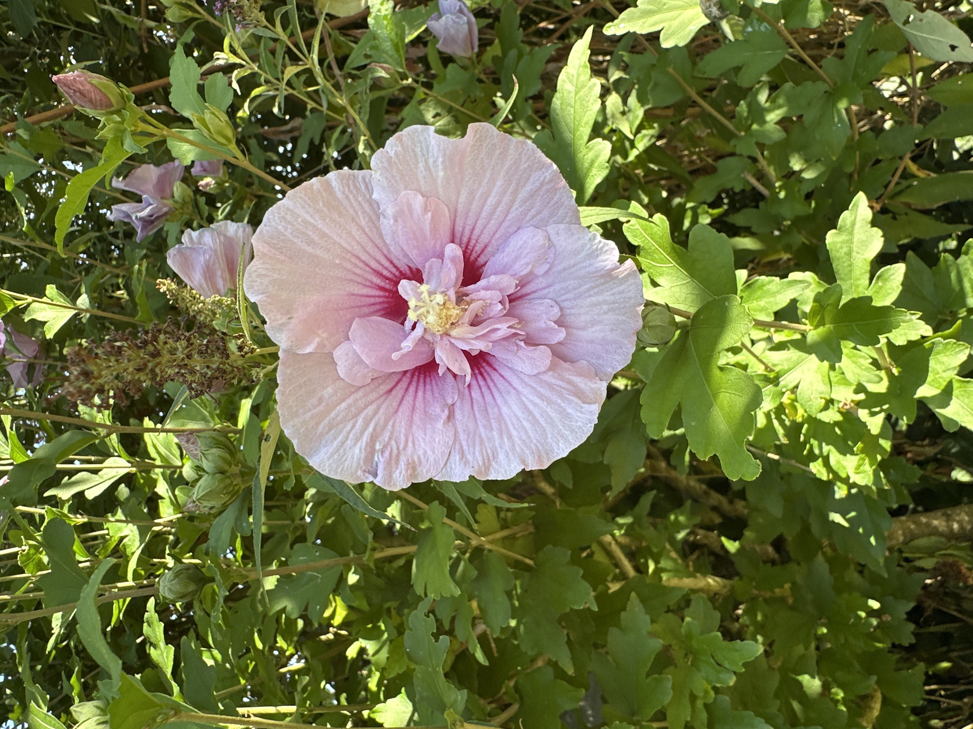 A single, large, pale pink hibiscus flower is in full bloom, dominating the foreground of the image. The flower has delicate, ruffled petals with darker pink veins radiating from the center. The stamen and pistil are a lighter yellow-pink, forming a cluster in the heart of the bloom. Surrounding the flower is a dense growth of green foliage and branches. Several unopened hibiscus buds, a darker pink, are visible among the leaves, as well as a few wilted, faded purple hibiscus flowers in the background. The lighting suggests it is daytime, with sunlight casting shadows and highlighting the textures of the leaves and petals. The image appears to be taken outdoors, likely in a garden or park setting. No people or animals are present in the frame. The location is not specified in the image or its metadata, so it cannot be determined if it is in Krefeld, Germany.