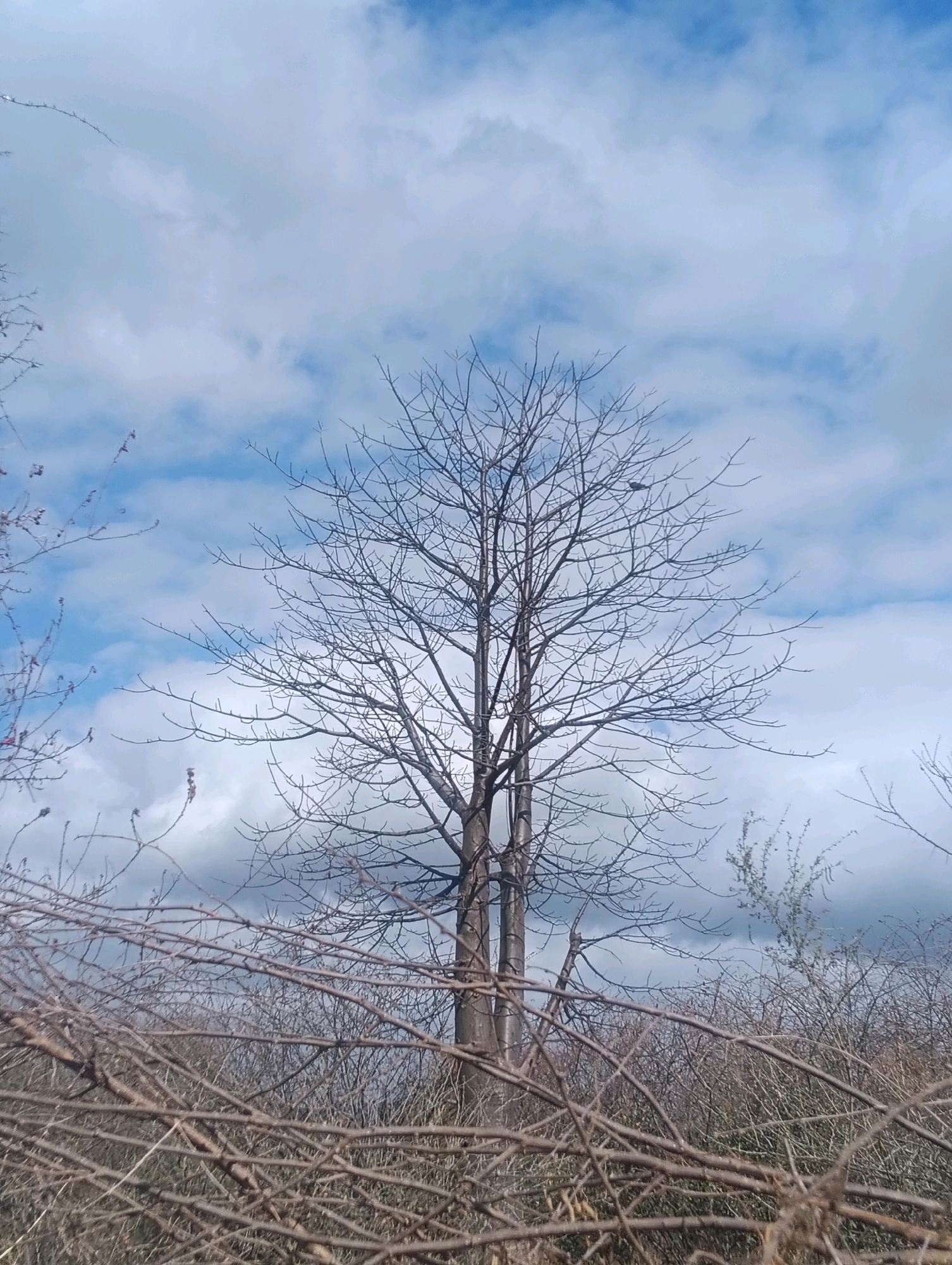 The image shows a bare tree silhouetted against a cloudy sky in Mutitu/Kaliku Ward, Kenya. The tree is tall and has many branches, with no leaves visible, suggesting it is winter or a dry season. In the foreground, there are thorny bushes and smaller, leafless branches. The sky is a mixture of blue and white clouds, with some darker clouds towards the horizon. The overall impression is one of a natural, somewhat wild landscape. There are no people or animals visible in the image.