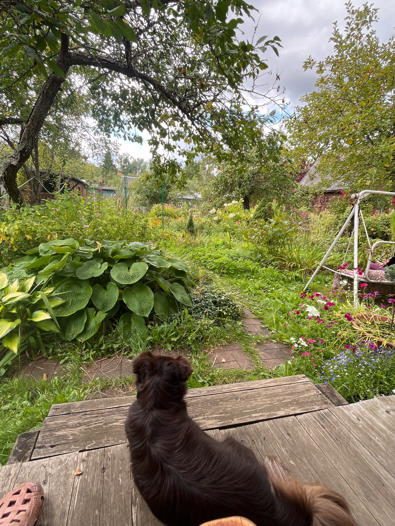A dark brown, medium-sized dog with fluffy fur is sitting on a weathered wooden porch, facing away from the camera. The dog's tail is visible, extending to the right. In the foreground, a portion of a pink, woven sandal or shoe is visible on the left. The porch overlooks a lush, overgrown garden. A stone pathway winds through the garden, leading towards the background where a rustic wooden structure, possibly a shed or small house, is partially visible amidst dense foliage. A white swing set stands to the right of the path, with colorful flowers, including pink, white, and blue varieties, blooming in the garden. Trees with green leaves form a canopy overhead, with a cloudy sky peeking through. The scene suggests a natural, slightly unkempt garden setting in a rural or suburban environment, specifically identified as Krasnaya Presnya SNT, Russia.