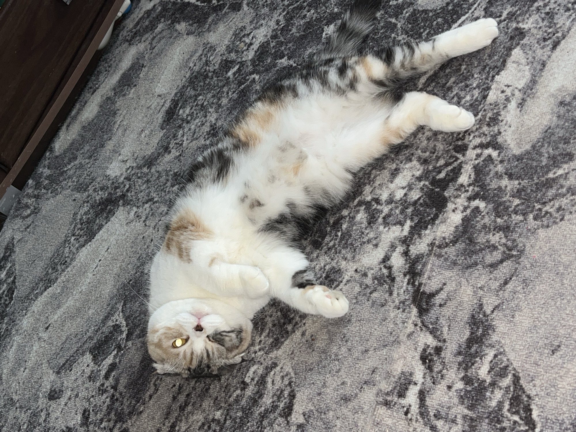 A fluffy, light-colored cat is lying on its back on a grey carpet. The cat has calico markings, with patches of grey, brown, and white fur. Its belly is exposed, and its paws are curled. The cat is looking towards the camera with one eye open. A dark wooden object is partially visible in the upper left corner of the image. The carpet has a mottled, abstract pattern of grey and black shades. The location and city information requested are not discernible from the provided image.