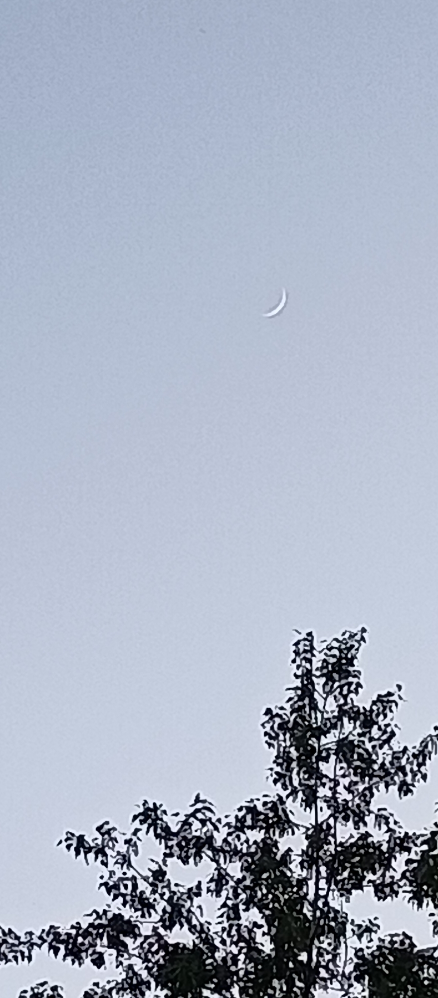 A pale crescent moon hangs in the sky above a tree in Unknown, Unknown. The sky is light, seemingly during the day. The tree is in the lower half of the frame and is silhouetted against the sky.