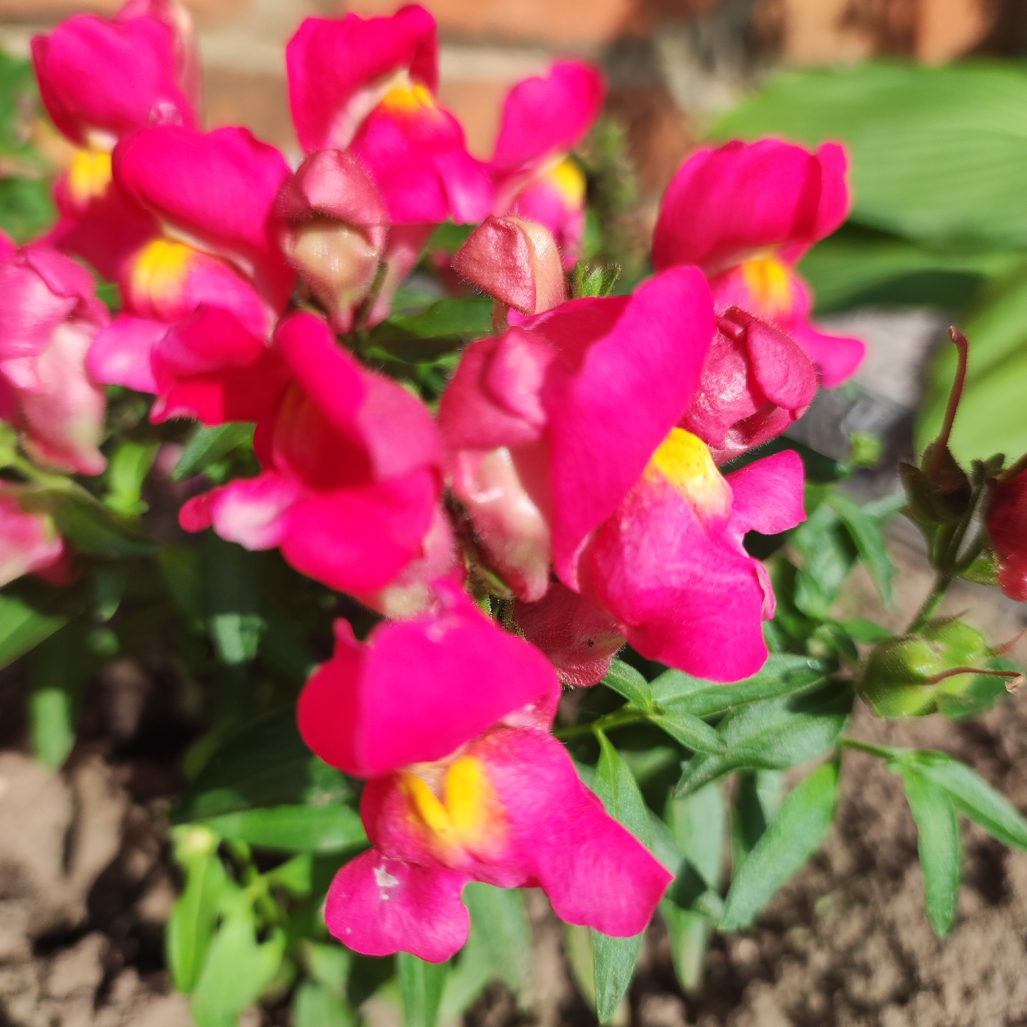 The image shows a close-up, eye-level view of a cluster of bright pink snapdragon flowers with yellow throats, growing in a garden bed. The flowers are the main subject, with some in focus and others blurred. Green foliage is visible around the flowers. In the background, there is a blurred red brick wall and some greenery. The ground appears to be soil. The scene is outdoors, in daylight, with sunlight illuminating the flowers. The location in Navoloki, Russia, is not visually discernible from the image itself. There are no people, actions, or interactions depicted.