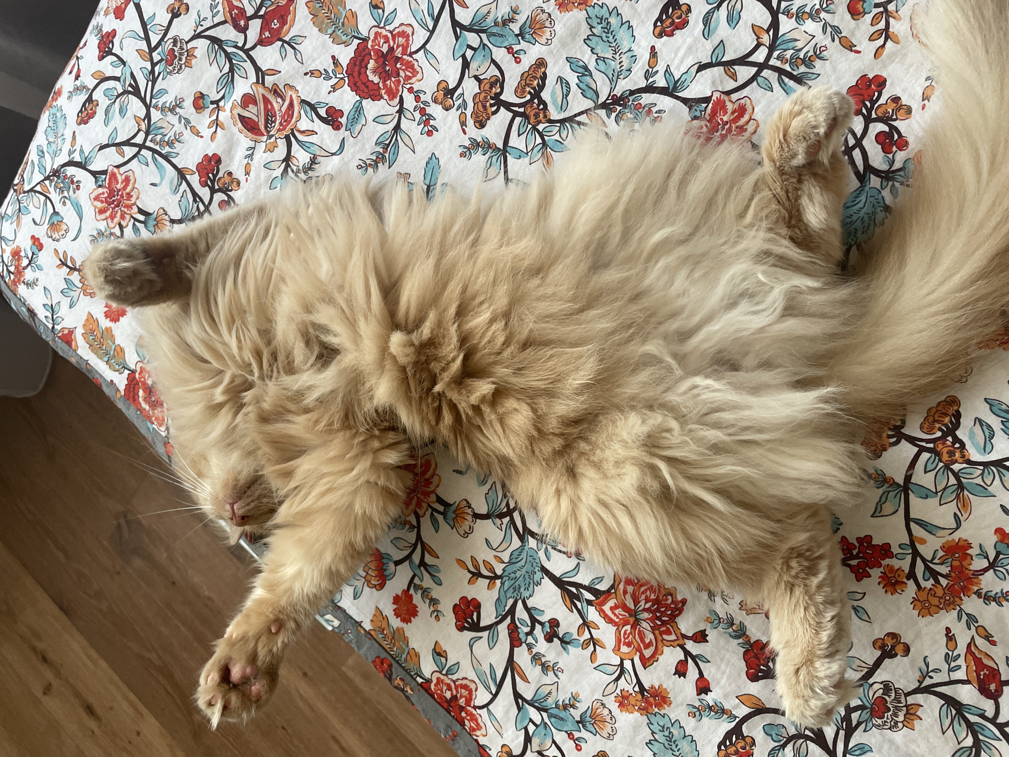 A fluffy, light-brown cat is sleeping soundly on a floral-patterned blanket. The blanket has a white background with a design of red, orange, and blue flowers and green leaves. The cat is lying on its back, with its legs spread out. Its fur is long and appears very soft. One of the cat's paws is visible near the top left of the image, and another is in the bottom right. The cat's face is partially visible, with its eyes closed and its mouth slightly open.
The blanket is draped over what appears to be a table or a similar flat surface. To the left of the blanket, a wooden floor is visible. Sunlight is casting shadows on the floor, suggesting it is daytime. The scene appears to be indoors, likely in a home environment in Rosinka, Russia. The cat seems relaxed and at ease, indicating a peaceful and comfortable setting. There is no visible text in the image.