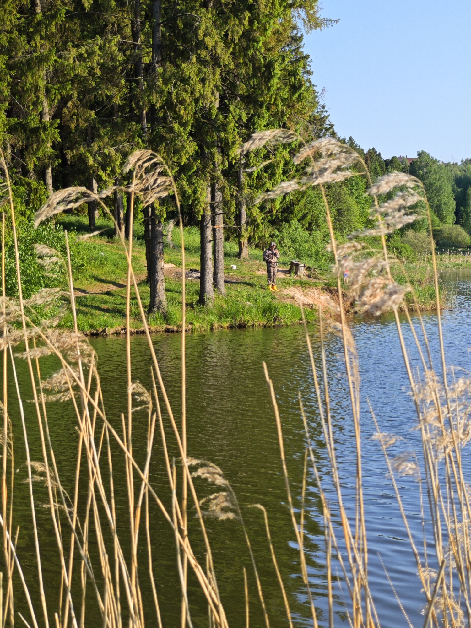 The image captures a serene landscape featuring a body of water, likely a lake, with tall reeds in the foreground partially obscuring the view. In the middle ground, the shoreline is lined with trees, primarily evergreens, and a grassy bank. A person is visible near the treeline, appearing to be engaged in fishing. The environment suggests a rural or park-like setting. The location is given as Фоки, Russia.
