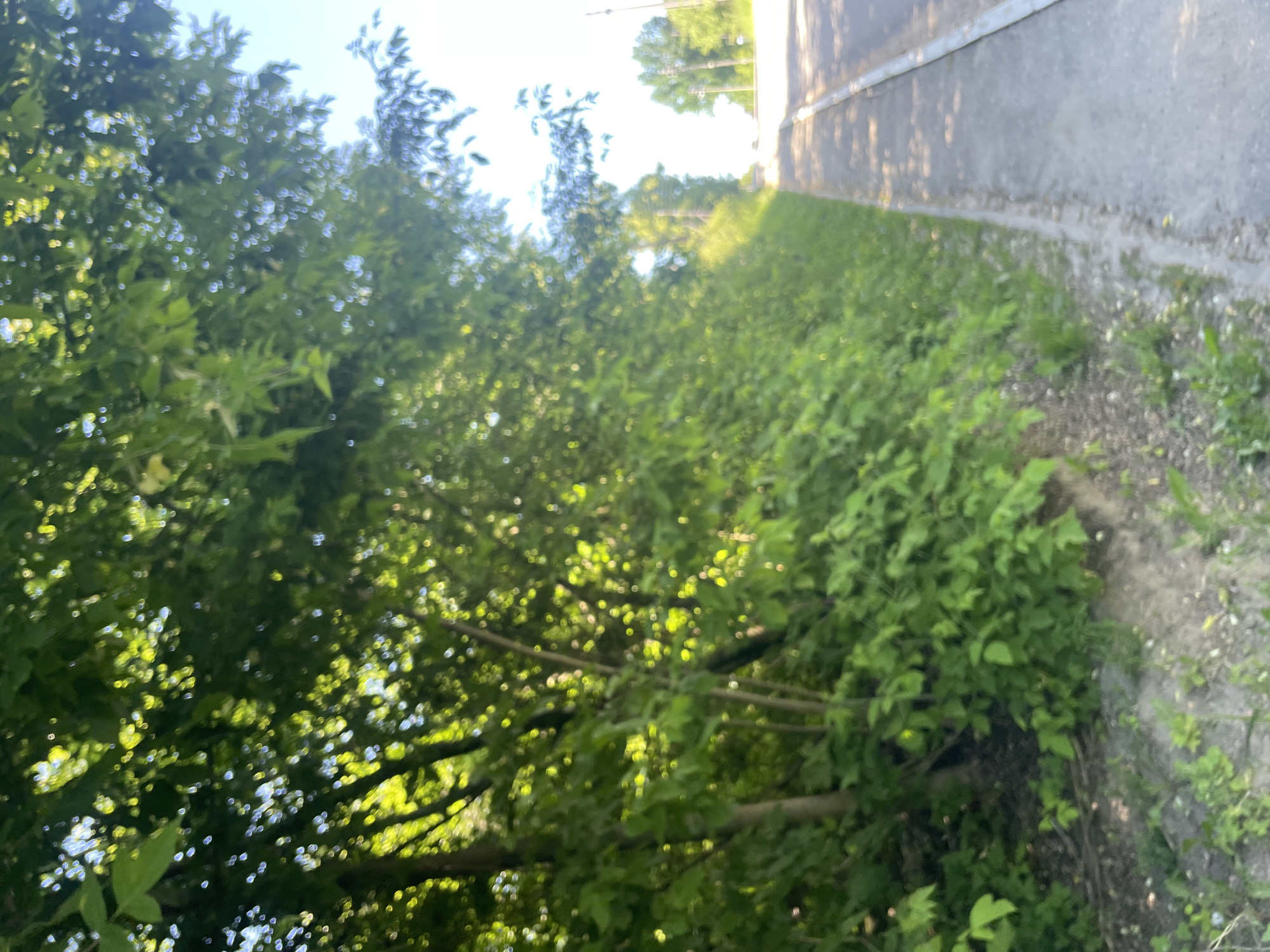 A low-angle, medium shot captures a sidewalk bordering a dense green embankment covered in lush foliage and scattered small trees. Sunlight filters through the leaves, creating dappled patterns on the path. Beyond the embankment, a paved road curves gently into the distance under a bright, clear sky. Several utility poles are visible along the roadside. The scene appears to be an outdoor setting in Krasnye Baki, Russia.