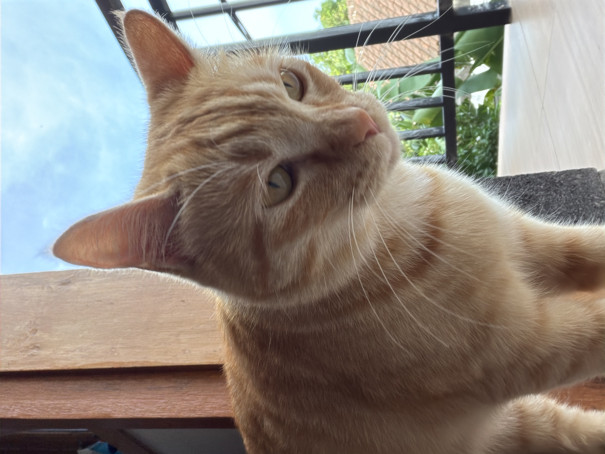 An orange tabby cat with green eyes is positioned close to the camera, facing to the right. The cat's fur has characteristic tabby markings. The background is out of focus, but appears to be an outdoor setting with a blue sky and some greenery. A black metal railing is visible to the right of the cat, and a wooden structure is on the left. The cat is likely on a balcony or porch, given the railing and outdoor view. The image does not contain enough information to determine the specific location within North Kuta, Indonesia.