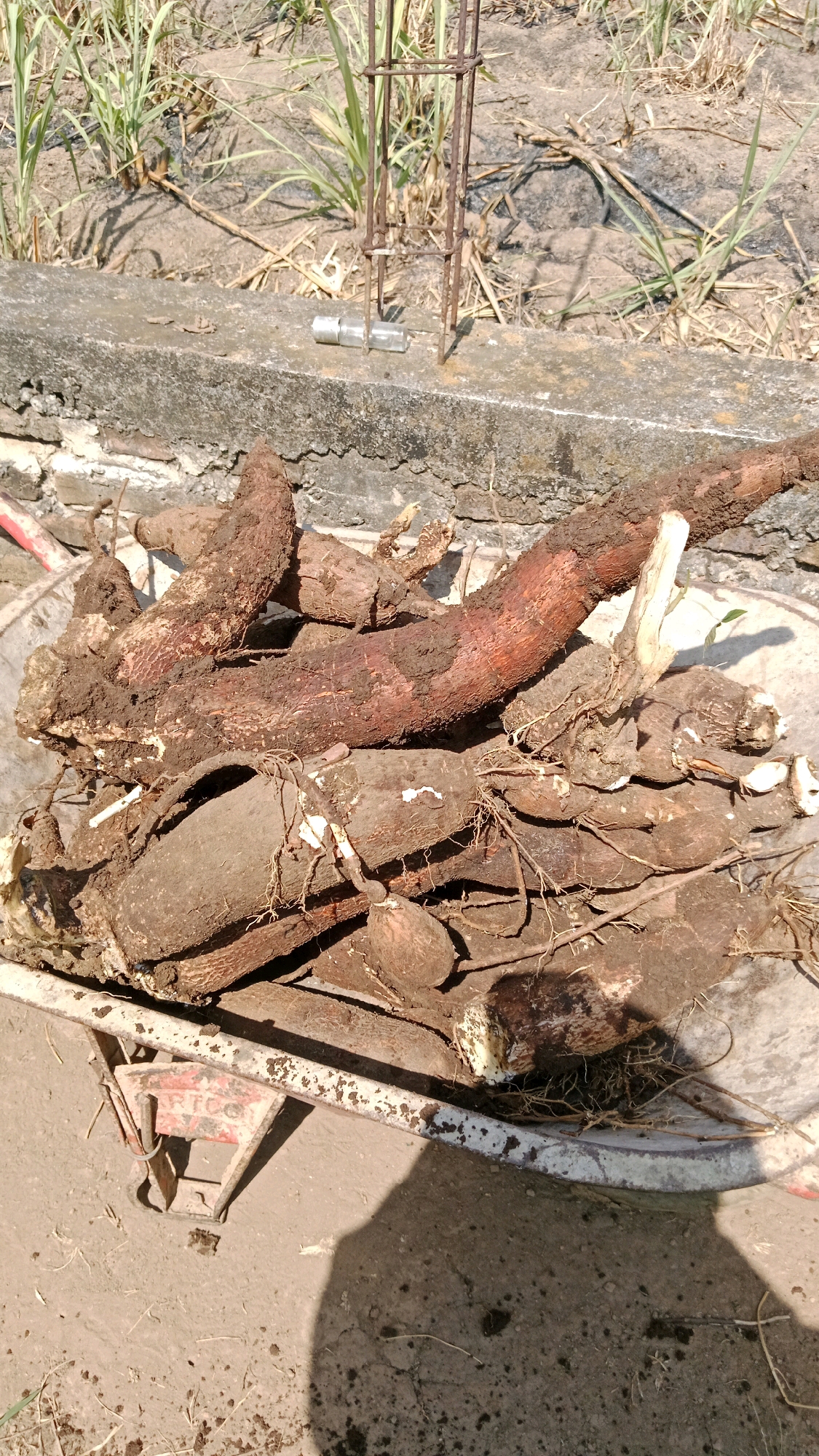 A close-up, overhead view captures a pile of freshly harvested cassava roots within a weathered, red and white wheelbarrow. The cassava roots, varying in size and covered in dirt, are arranged haphazardly. Some roots are long and thick, with rough, reddish-brown skin, while others are shorter and more bulbous, with lighter, grayish-brown skin and visible root hairs. The wheelbarrow rests on a dusty, uneven ground, possibly a dirt path or unpaved area, in Kinandang, Indonesia. In the background, a concrete ledge borders dry, sparse vegetation and a partially constructed metal support structure made of rebar. The overall scene suggests a rural or agricultural setting, with the recent harvest of cassava as the central focus.