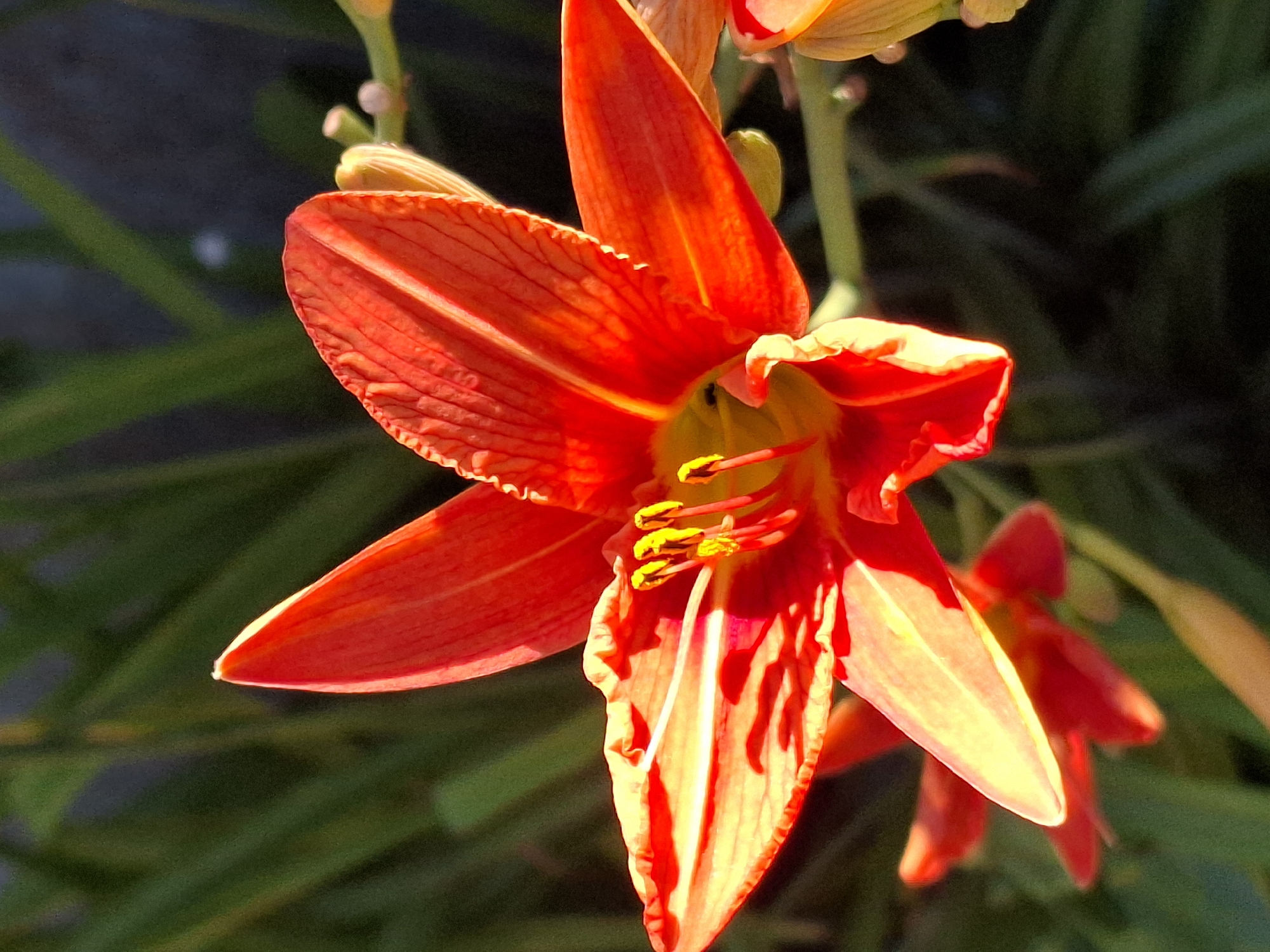 A close-up, shallow depth of field photograph captures a vibrant orange lily in full bloom. The flower's petals are a rich orange with delicate yellow-orange veins. The stamen and pistil are a bright yellow, contrasting with the darker orange of the petals. Sunlight illuminates the flower from the left, casting shadows and highlighting the textured surface of the petals. The background consists of blurred green foliage and a dark, out-of-focus area that may be a wall or another plant. The overall impression is one of natural beauty and the peak of the flower's bloom.