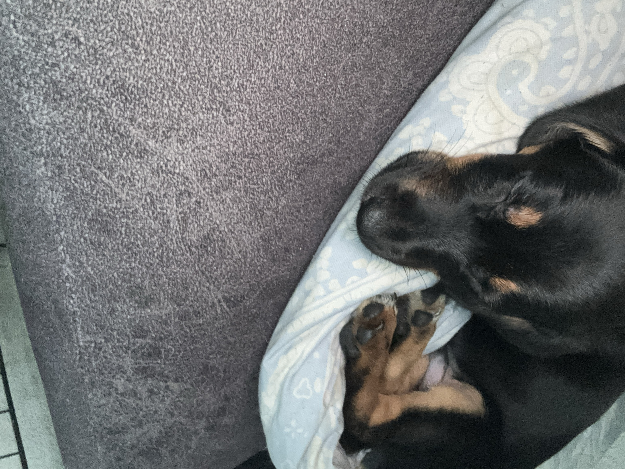 The image shows a close-up of two sleeping puppies, one black and tan, and the other primarily black with tan markings. They are nestled together on a light blue blanket with a white pattern. One puppy's paws are visible, showing dark claws and tan pads. The background consists of a textured gray surface, possibly upholstery, and a thin strip of what appears to be a metal grate or cage. There is no discernible information to associate this image with the city of Birobidzhan, Russia.