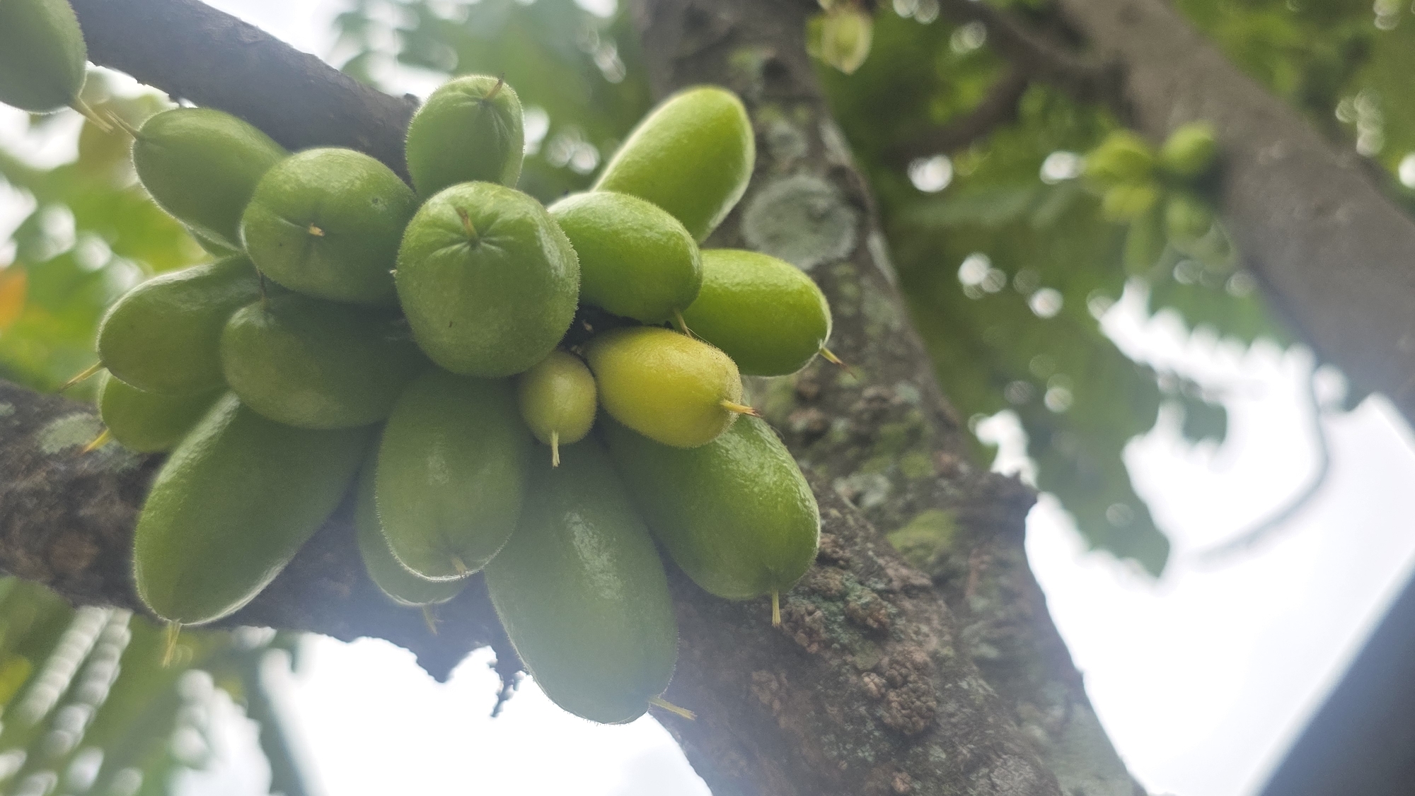 In Lhokseumawe, Indonesia, a cluster of Averrhoa bilimbi fruits hangs from a tree branch. The fruits are predominantly green, with one turning yellow. The tree bark is textured with gray and green hues. The background shows blurred foliage and a bright sky.