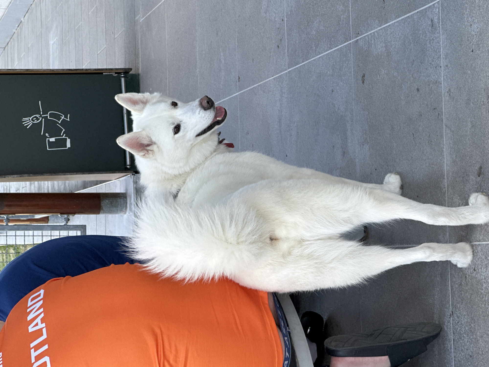 A medium shot captures a fluffy white dog lying on a gray tiled floor. The dog is looking up and to the right with its tongue slightly out. Its large, bushy tail is curled around its body. Two people are partially visible in the foreground, wearing orange and blue shirts. The person in the orange shirt has text on it that reads "ICELAND". A dark-colored shoe is visible on the right side of the frame. In the background, there is a dark green board with a white drawing of a stick figure and a suitcase. The scene appears to be outdoors on a sunny day, suggested by the bright lighting.