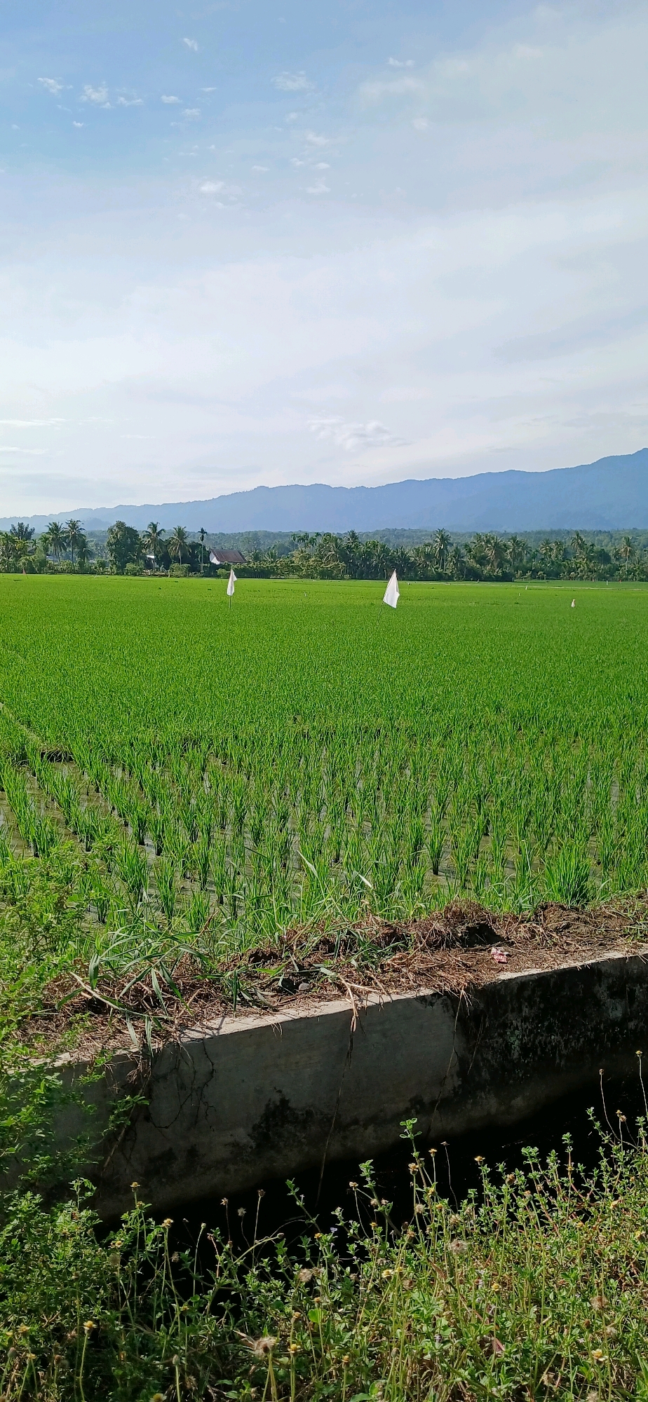 The image depicts a vibrant green rice paddy field under a partly cloudy sky. In the foreground, a concrete structure, possibly a canal or drainage channel, is visible, bordered by dry grass and small green plants. The rice field stretches into the mid-ground, with rows of young rice plants clearly defined. Two white flags are planted in the field at a distance from each other, their purpose unclear. In the background, a line of trees, including palm trees, forms a lush green border, beyond which lie rolling hills and mountains under a hazy sky. The scene appears to be located in a rural area, likely in Darussalam, Indonesia, given the mention of the location. There are no people or animals visible in the image. The overall impression is one of a serene agricultural landscape.