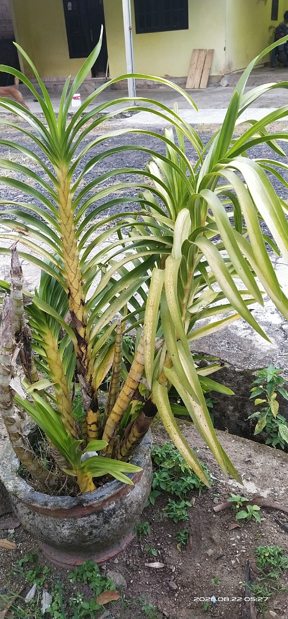 The image shows two large orchid plants potted in a weathered, concrete planter. The planter is grey and shows signs of age and wear, with some discoloration and chipping. The orchids have long, strap-like leaves that are green with yellow variegation. The stems of the plants are thick and segmented, with a yellowish-brown color, and appear to be old and well-established. The planter is placed on the ground, which is covered in dark soil, small stones, and some dry leaves. In the background, a light yellow building with dark-framed windows and a covered walkway is visible. Two wooden planks are leaning against the building. The scene appears to be an outdoor setting, possibly a yard or garden area, in Matabu, Indonesia, as indicated by the timestamp in the bottom right corner. There are no people clearly visible in the immediate vicinity of the orchids, though a blurry figure and a motorcycle can be seen in the distance near the building.