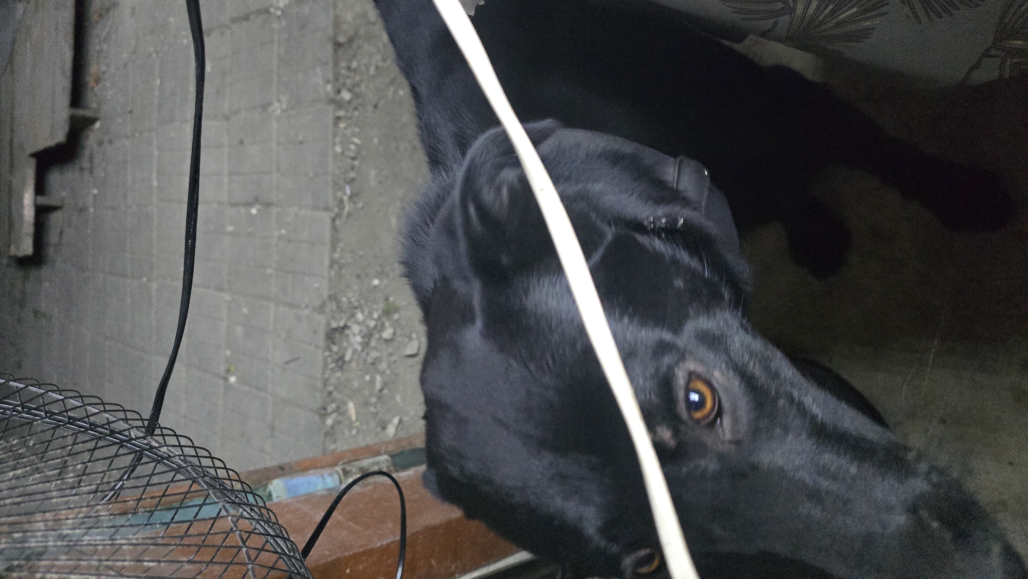 The image captures a close-up, outdoor, eye-level view of a black dog. The dog's face is partially obscured by a white stripe that runs horizontally across the frame, but its amber eye is clearly visible. The background suggests an urban or suburban setting in Abinsk, Russia. The ground is paved with gray square tiles, and there are hints of debris and gravel. In the upper right quadrant, wooden steps or a platform are visible. A black electrical cord is draped across the scene, originating from the left side where it appears to be connected to a black wire mesh object, possibly a fan guard. The lighting is dim, indicating it could be dusk or night.
