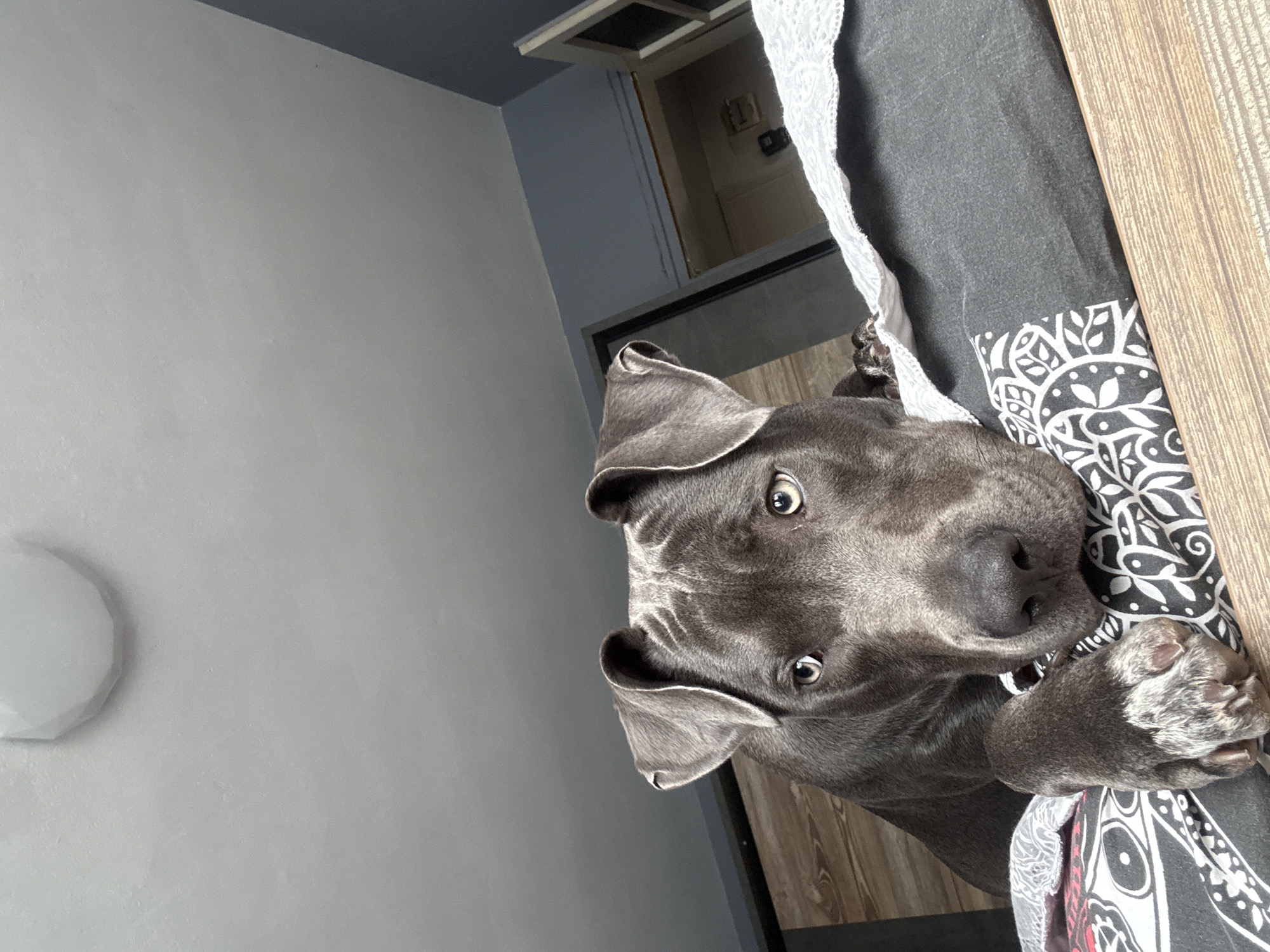 A close-up, angled shot of a gray pit bull-type dog lying on a bed. The dog is positioned towards the right of the frame, looking up with an attentive expression. The bed has a patterned gray duvet cover with white floral motifs, and a partially visible wooden headboard. The background shows a light gray wall with a round light fixture, a darker gray ceiling, and a glimpse into what appears to be a doorway or opening, which is painted in a darker gray tone. There is no evidence in the image to determine its location in Varna, Bulgaria.