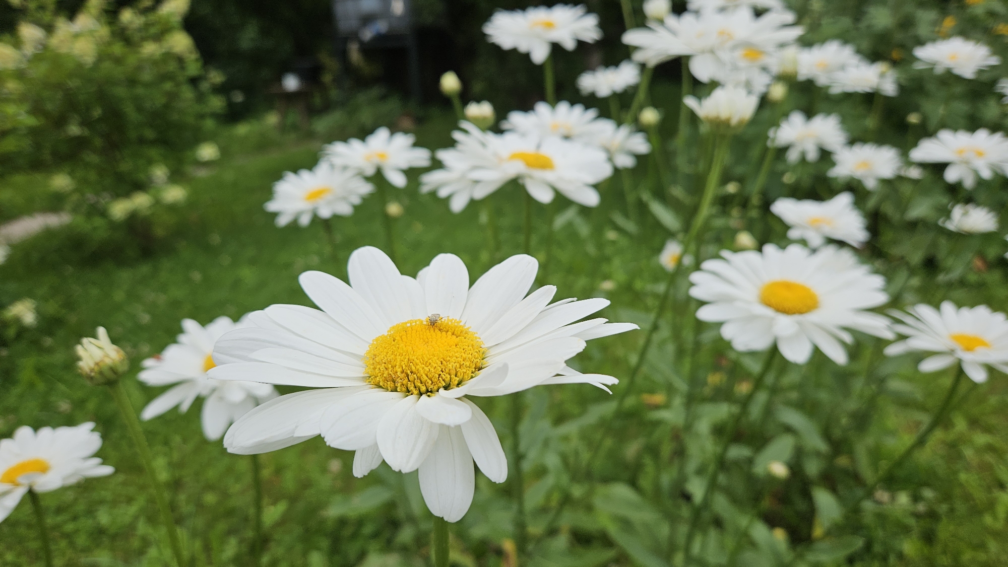 A close-up, eye-level shot captures a cluster of white daisies with bright yellow centers, some in sharp focus and others blurred in the background. The foreground daisy is prominent, with delicate white petals radiating from its center. A small, light-colored insect, possibly a fly or a small beetle, is perched on the yellow center of this main flower. The background is a lush green garden with more daisies scattered throughout, suggesting an outdoor setting in Barteliškė, Lithuania, likely during the summer months due to the blooming flowers. The overall impression is one of natural beauty and tranquility, with the focus on the intricate details of the flowers and the tiny insect visitor.