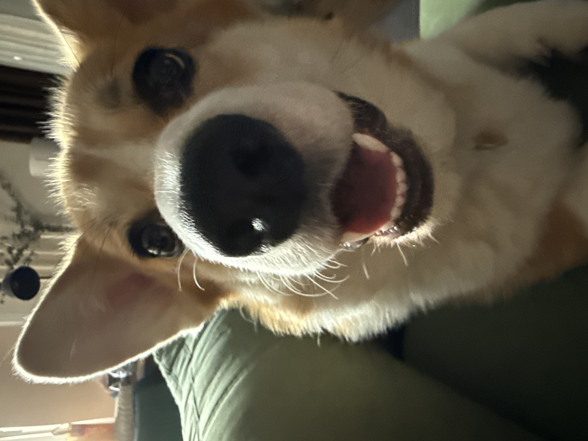A close-up, low-angle shot of a corgi dog. The dog's nose is the most prominent feature, taking up a large portion of the frame. The dog's mouth is open, revealing its teeth and tongue. The corgi's fur is a mix of white and tan colors. The background is out of focus, but appears to be a green fabric surface. No information in the image indicates a location in the city of Krasnoyarsk, Russia.