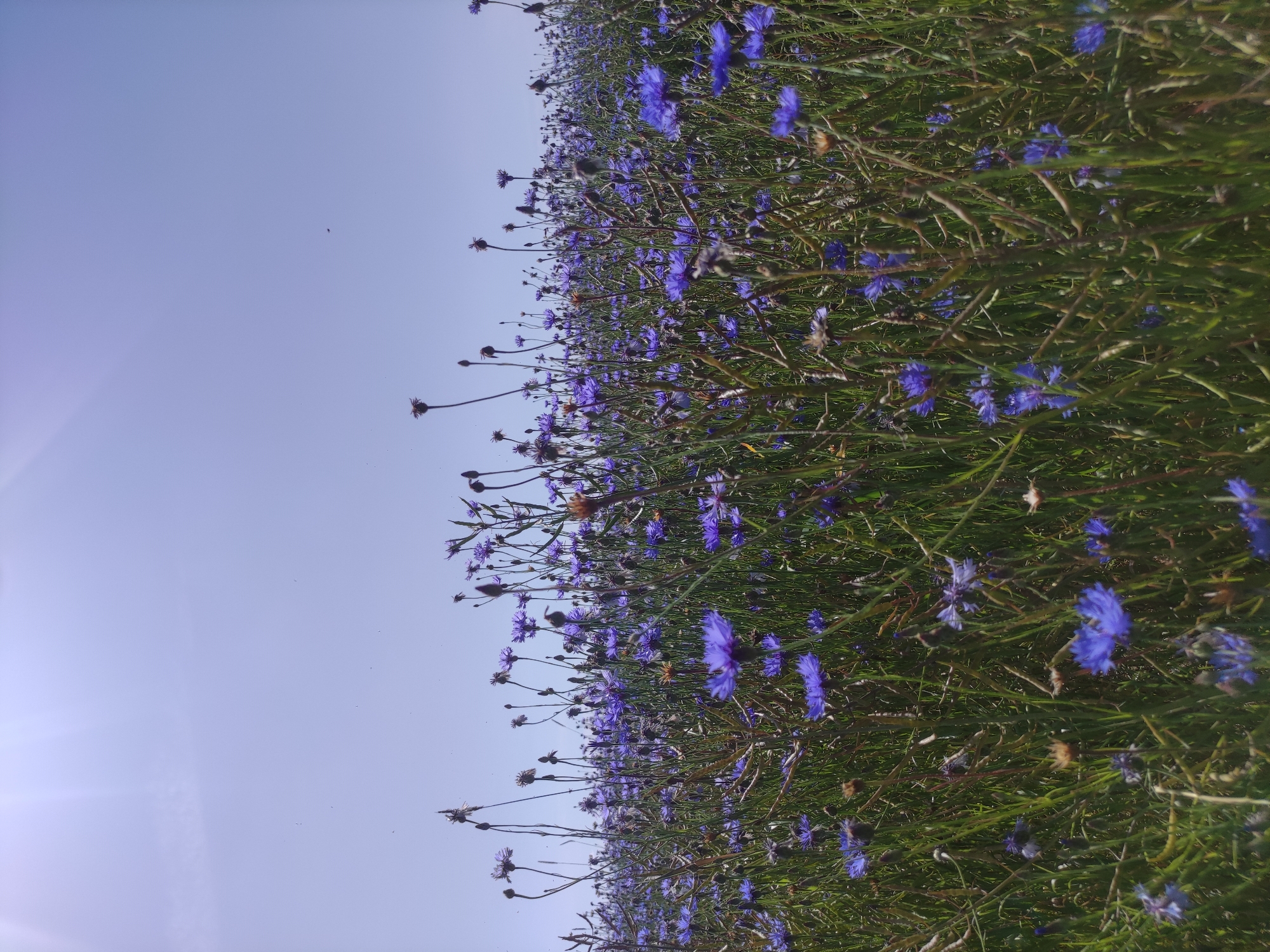 The image depicts a field of wild cornflowers (Centaurea cyanus) under a clear, bright sky. The perspective is low, close to the ground, looking up towards the sky, with the flowers filling the foreground and mid-ground. The cornflowers are predominantly blue, with some hints of purple and white, and their delicate petals are visible. The stems and leaves are green and somewhat dry in places, suggesting a late spring or summer bloom. The sky is a pale blue, with some lens flare originating from the upper left corner, indicating the sun is likely in that direction. There are no people or man-made structures visible. The environment is natural, characteristic of a rural landscape or field in the countryside. The specific location in Блонскі сельскі Савет, Belarus, suggests this is likely a natural meadow or agricultural field where these wildflowers are growing.