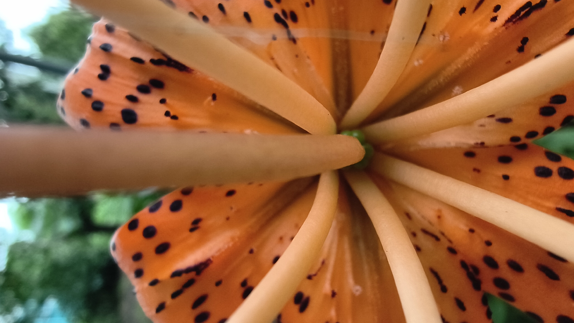 The image is a close-up, macro shot of the center of an orange lily with black spots. The perspective is from within the flower, looking up towards the stamen. The petals, in shades of orange and yellow, are slightly blurred in the foreground and background. Several thick, pale yellow stamens emerge from the center of the flower, radiating outwards. The stamen filaments are smooth and have a matte texture. At the very center of the flower, a small, vibrant green pistil is visible. The background is softly blurred, showing green foliage and hints of tree branches, suggesting an outdoor setting. The lighting appears natural, possibly diffused daylight, which highlights the textures and colors of the lily. There are no people or man-made objects visible in the frame. The scene depicts the intricate natural beauty of a single flower.