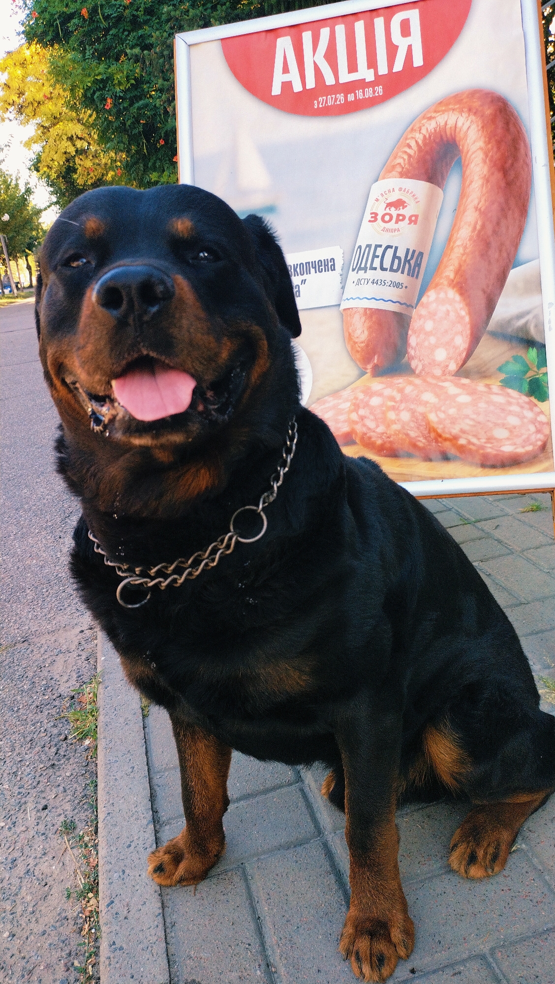 A rottweiler dog is sitting in front of a billboard in the city of Horishni Plavni, Ukraine. The billboard is advertising a sale on sausage. The dog is looking at the camera and panting with its tongue out. The dog is wearing a metal chain collar. The billboard is located on a sidewalk next to a street. The sky is clear and the sun is shining.