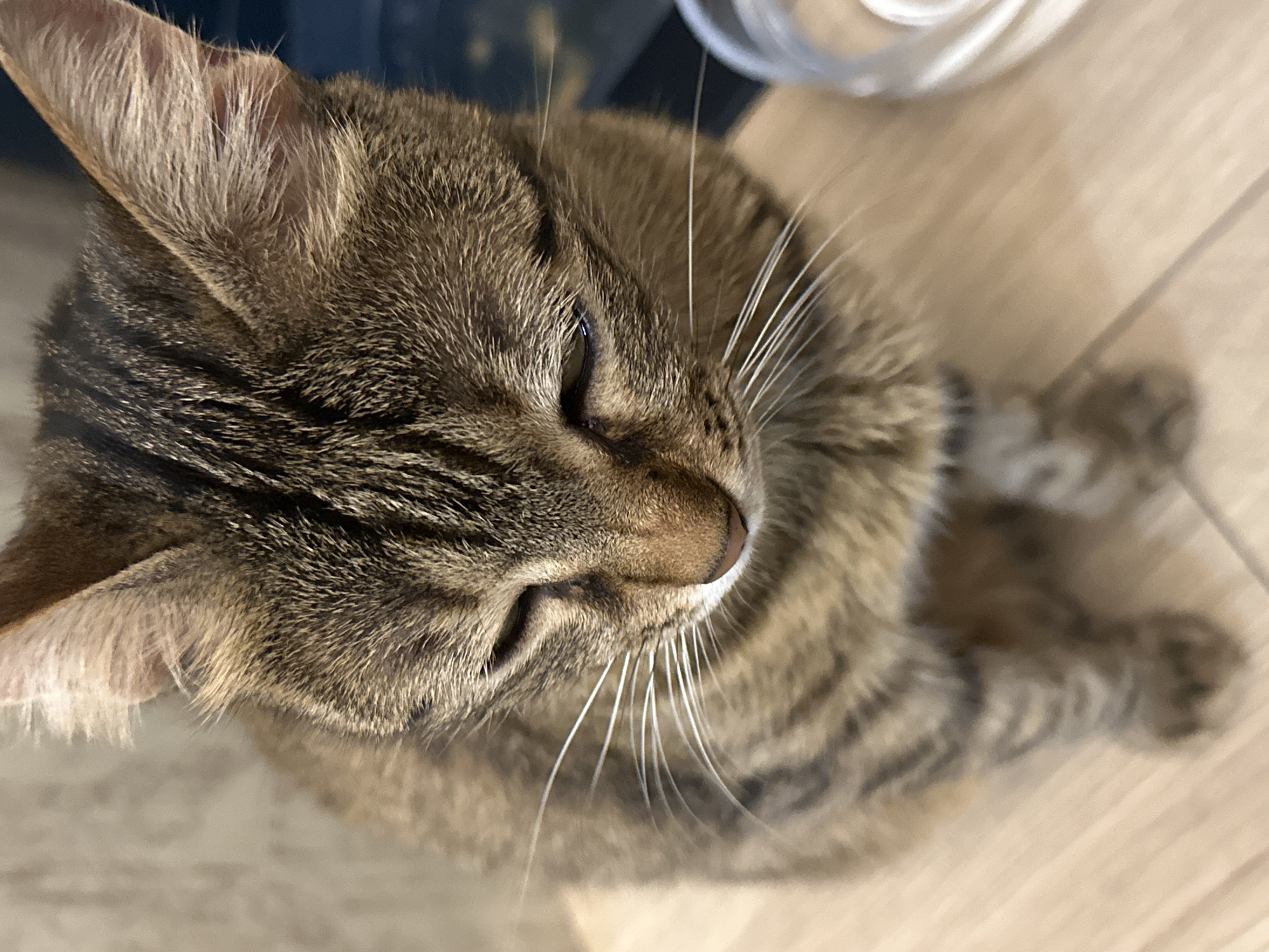 A medium shot captures a tabby cat sitting on a light wooden floor. The cat is facing downwards, with its eyes partially closed. Its fur is a mix of brown and black stripes. Long white whiskers extend from its muzzle. The background is blurred, with a textured wall on the left and a dark blue surface on the right. A portion of a clear plastic container is visible in the lower right corner. The scene appears to be indoors, likely in a domestic setting. There is no indication of the location being the city of Tbilisi, Georgia.