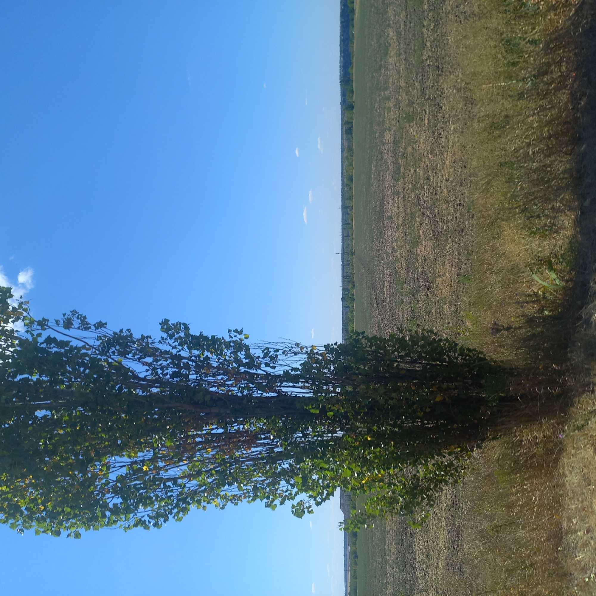 This image captures a rural landscape under a clear blue sky. In the foreground, to the left, stands a tall, leafy tree with green and some yellowing leaves, suggesting it is late summer or early autumn. The trunk of the tree is dark and textured. To the right of the tree, a field of dry grass and some sparse vegetation stretches into the mid-ground. This field appears to be either fallow or recently harvested, with visible soil and stubble. Beyond the field, a distant treeline and what appear to be low hills or man-made structures form the horizon. The overall impression is one of open, natural space. The reference to Klyntsi, Ukraine, is a geographical context that suggests this scene is situated in that region. However, there are no specific landmarks or urban elements visible that would confirm this location solely from the image itself. The image is a static, unpopulated scene.