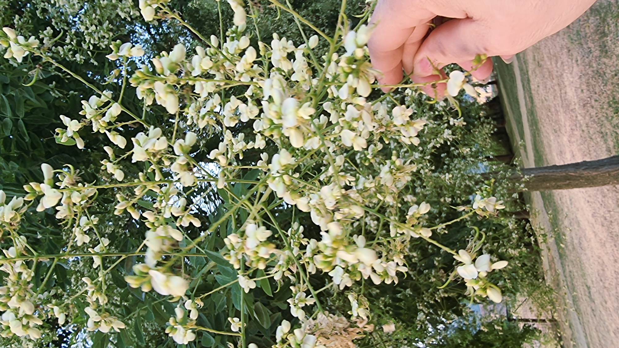 A close-up, eye-level, vertical shot captures a hand reaching towards a tree covered in small, white flowers. The tree is the primary subject, its branches laden with delicate blossoms that create a dense canopy. In the foreground, a human hand, with light skin tone and painted fingernails, is positioned on the right side of the frame, with fingers delicately touching a cluster of flowers. The background reveals more of the tree and its foliage, with glimpses of other trees and a grassy area in the distance. The lighting suggests it is late afternoon or early evening, casting a soft glow on the scene. The image was taken in the city of La Canya, Spain.