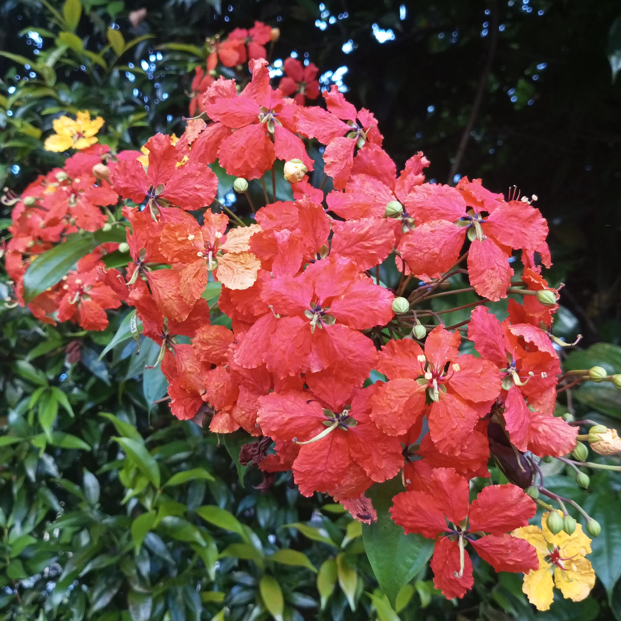 A close-up, outdoor photograph displays a cluster of vibrant red flowers with five petals each, scattered among lush green foliage. The flowers exhibit intricate details with prominent stamens and pistils. Some buds are visible, in various stages of development. In the background, out-of-focus circular blue lights create a bokeh effect. To the left and right, a few yellow flowers are interspersed with the red ones, adding a contrasting hue to the composition. The scene appears to be a natural setting, possibly a garden or park. The image does not contain any people.