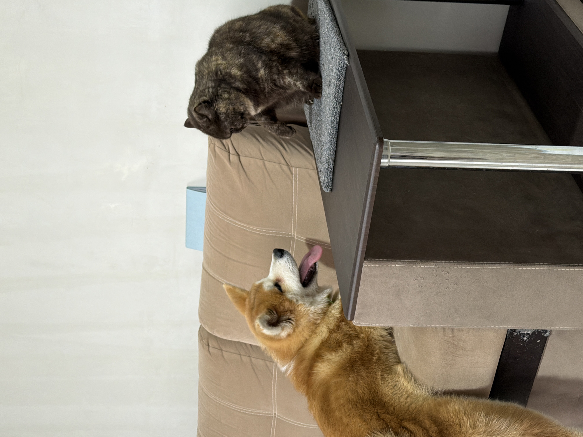 The image depicts a domestic indoor scene, likely in a home in Chaikovsky, Russia. A brown tabby cat is perched on top of a shelf or piece of furniture covered in a gray fabric. Below the cat, on a tan couch, an Akita dog is looking up at the cat, with its mouth open and tongue extended. The photograph is taken at an angle, making the subjects appear sideways.