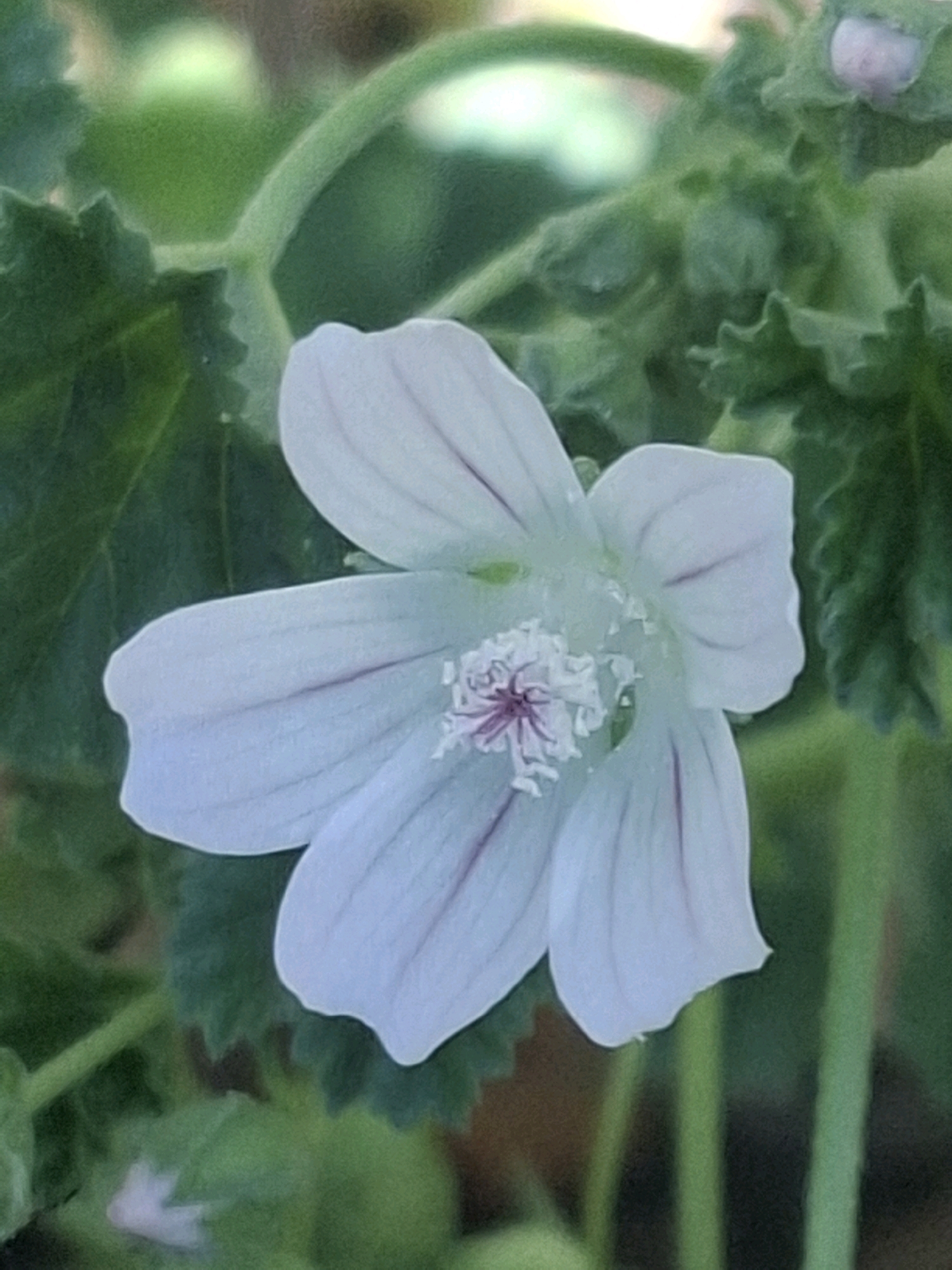A close-up, shallow depth of field, eye-level shot features a light lavender flower with dark purple veins on its petals and a cluster of stamens at its center. The flower is positioned slightly to the left of the frame, with its petals fanned outwards. The background is composed of blurred green foliage, suggesting a natural outdoor setting, possibly a garden or park. No specific location in Almaty, Kazakhstan, can be identified from the image alone. The image does not contain any people, actions, or interactions.