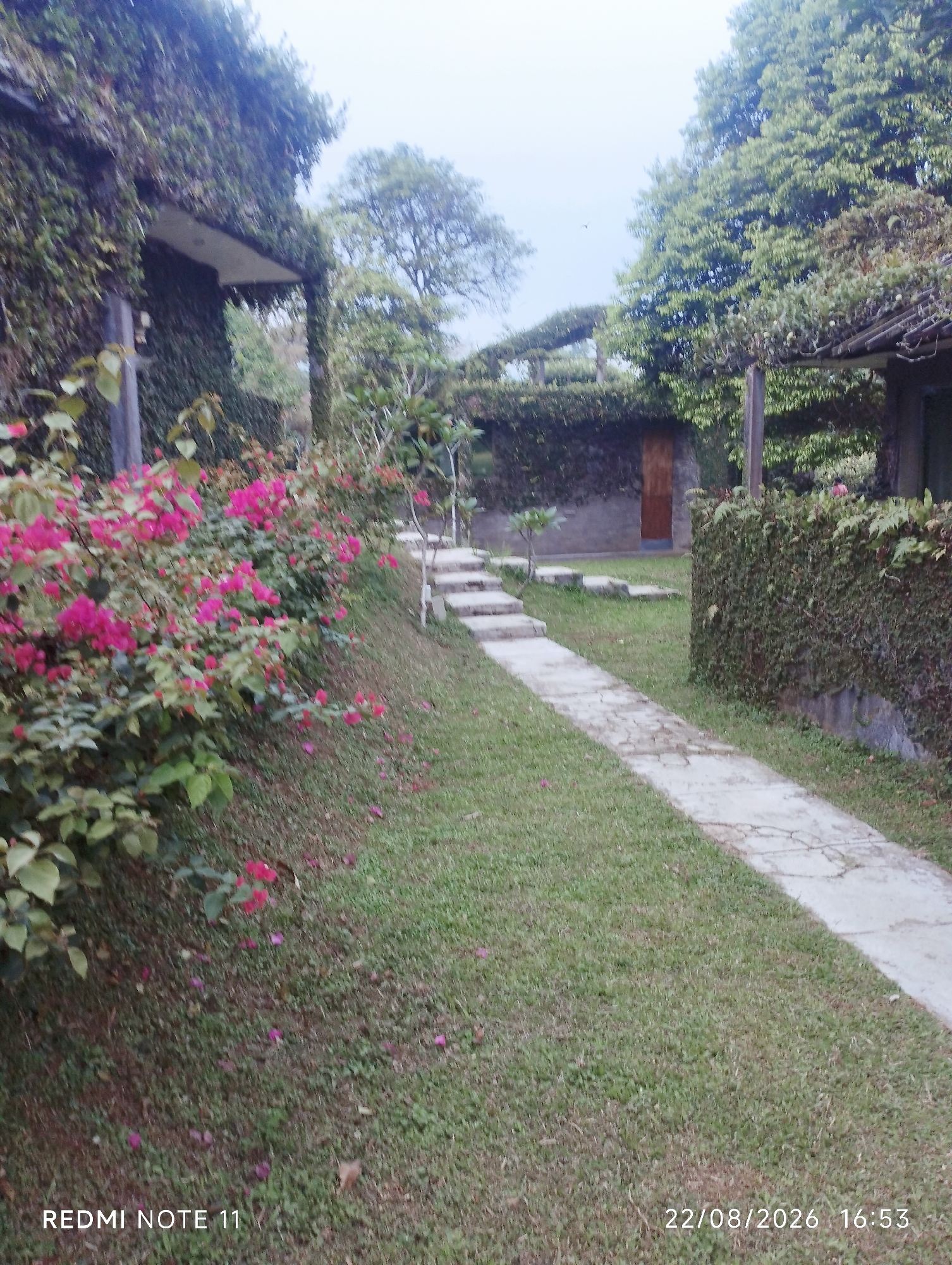 The image depicts a path lined with lush green grass and flowering bushes, leading towards a building partially covered in ivy. The building features a wooden door. The environment appears to be an outdoor setting, possibly a garden or courtyard, with trees and dense foliage surrounding the structures. The lighting suggests it might be late afternoon or early morning, with an overcast sky. The overall impression is one of a tranquil, somewhat overgrown, natural setting adjacent to architecture. The text overlay indicates the device used "REDMI NOTE 11" and the date and time "22/08/2026 16:53". This does not provide any information about the location within the city of Subang, Indonesia.