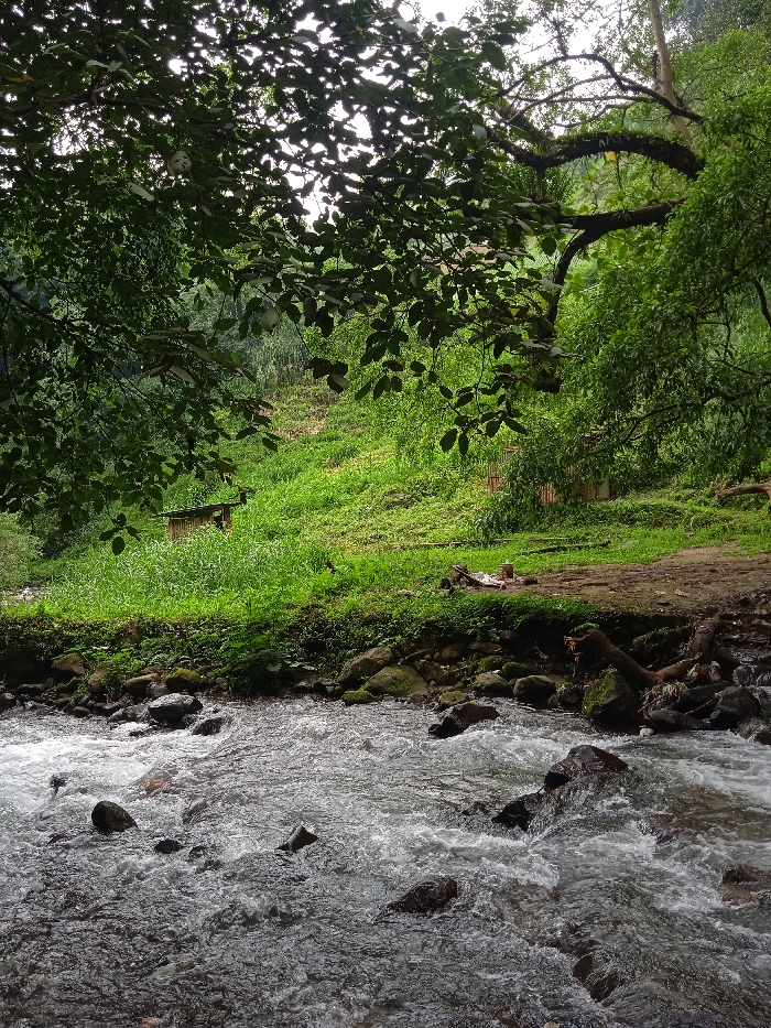The image shows a rushing river in Tawangmangu, Indonesia, located at latitude -7.655 and longitude 111.135. The river is in the foreground, flowing from left to right with foamy, grey water. The riverbed is made up of smooth, dark grey rocks. There is a thick bed of green grass and vegetation on the banks of the river. There are also several large, dark brown rocks along the riverbanks. In the distance, there is a hillside covered in a field of lush green grass and foliage. Several wooden structures are partially visible near the bottom of the slope. The camera is looking slightly down at the river from the edge of the grass bank, with a tree branch extending from the top of the image down toward the river. The branch is full of dark green leaves. The lighting is bright, creating a sunny, ambient feel. There are no people visible in the image.