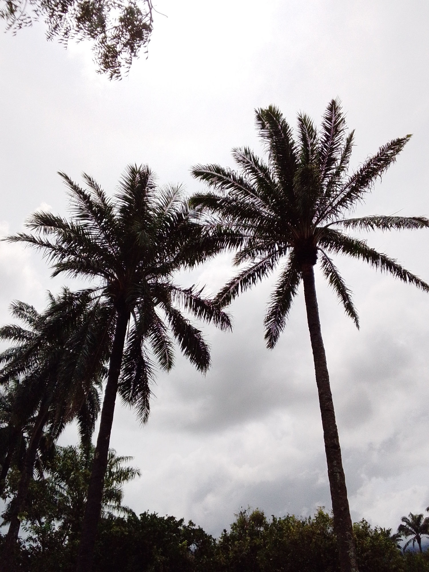 The image captures a low-angle view of several palm trees silhouetted against an overcast sky. The foreground is dominated by the dark trunks and feathery fronds of two prominent palm trees, with another palm tree to their left, partially obscured. In the background, a dense line of dark green foliage forms the base of the scene, and a few other palm trees are visible in the distance. The sky is a uniform, pale gray, with some lighter patches suggesting the presence of clouds. The overall impression is one of a lush, tropical environment under a moody sky.